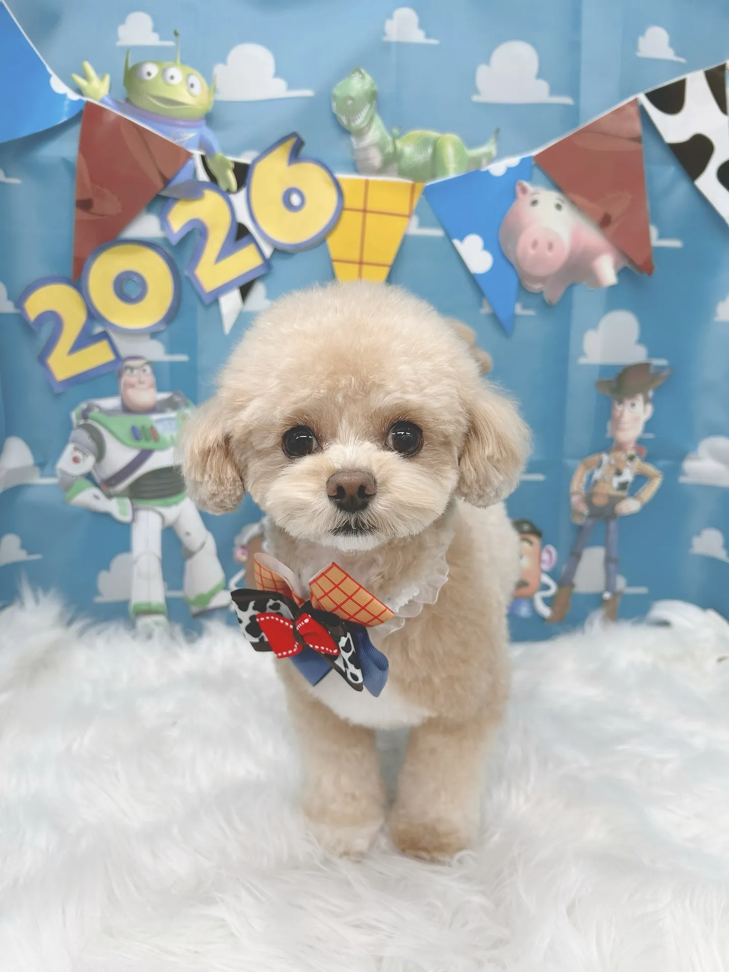 ୨୧ ∴トリミングサロン∴ ୨୧