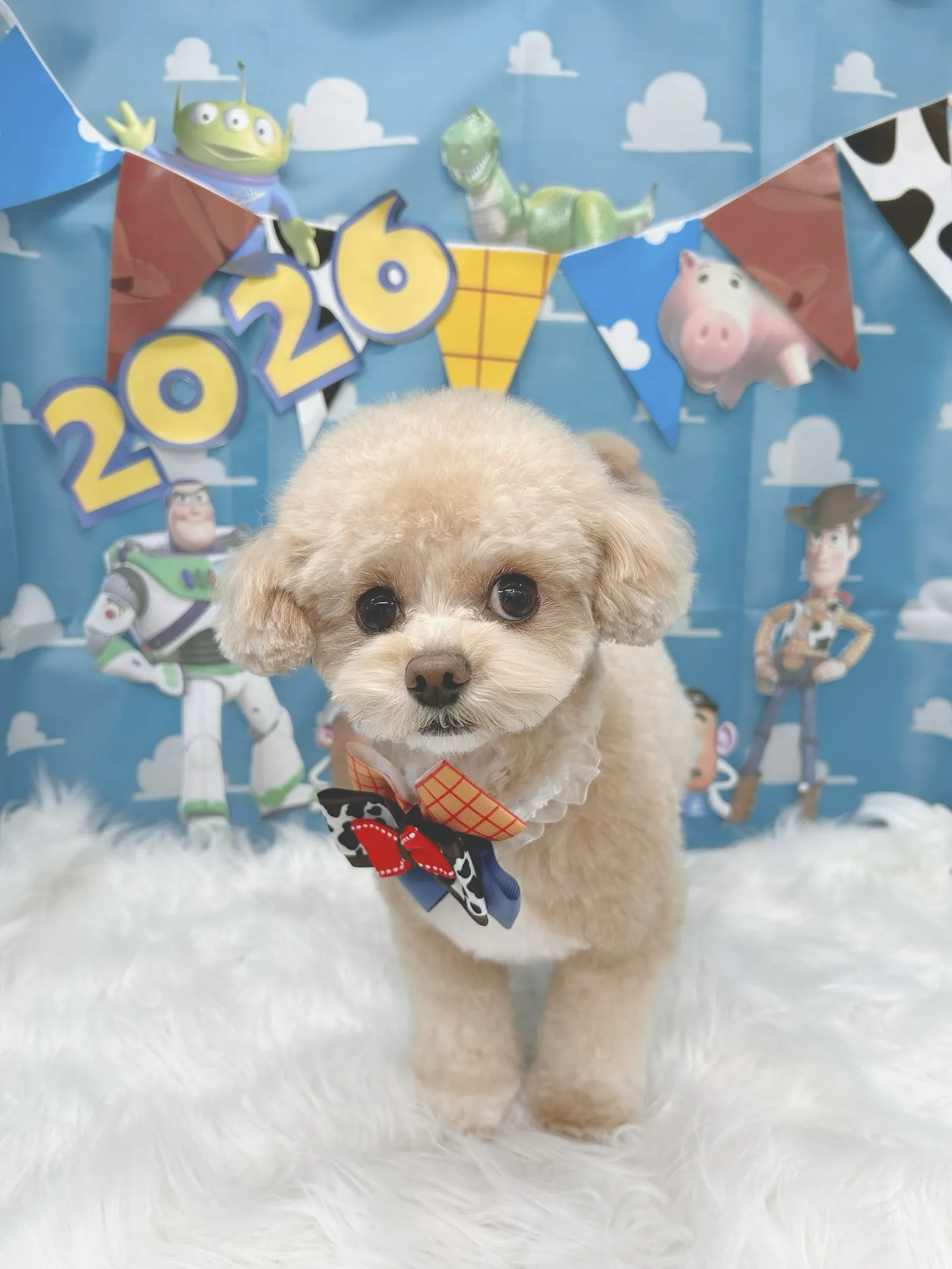 ୨୧ ∴トリミングサロン∴ ୨୧