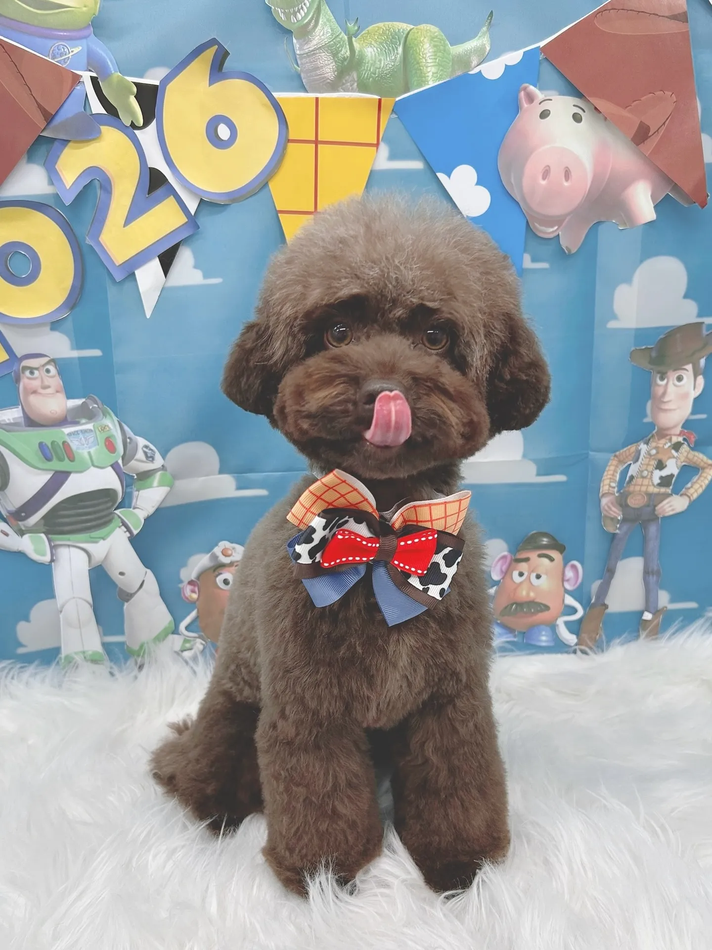 ୨୧ ∴トリミングサロン∴ ୨୧