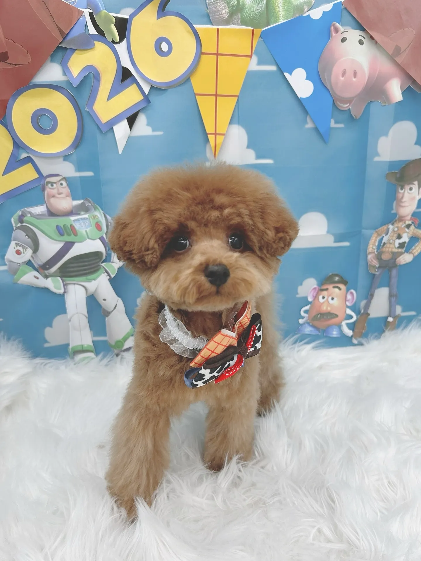 ୨୧ ∴トリミングサロン∴ ୨୧