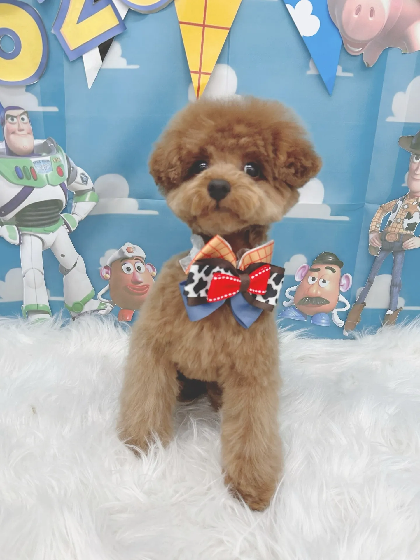 ୨୧ ∴トリミングサロン∴ ୨୧