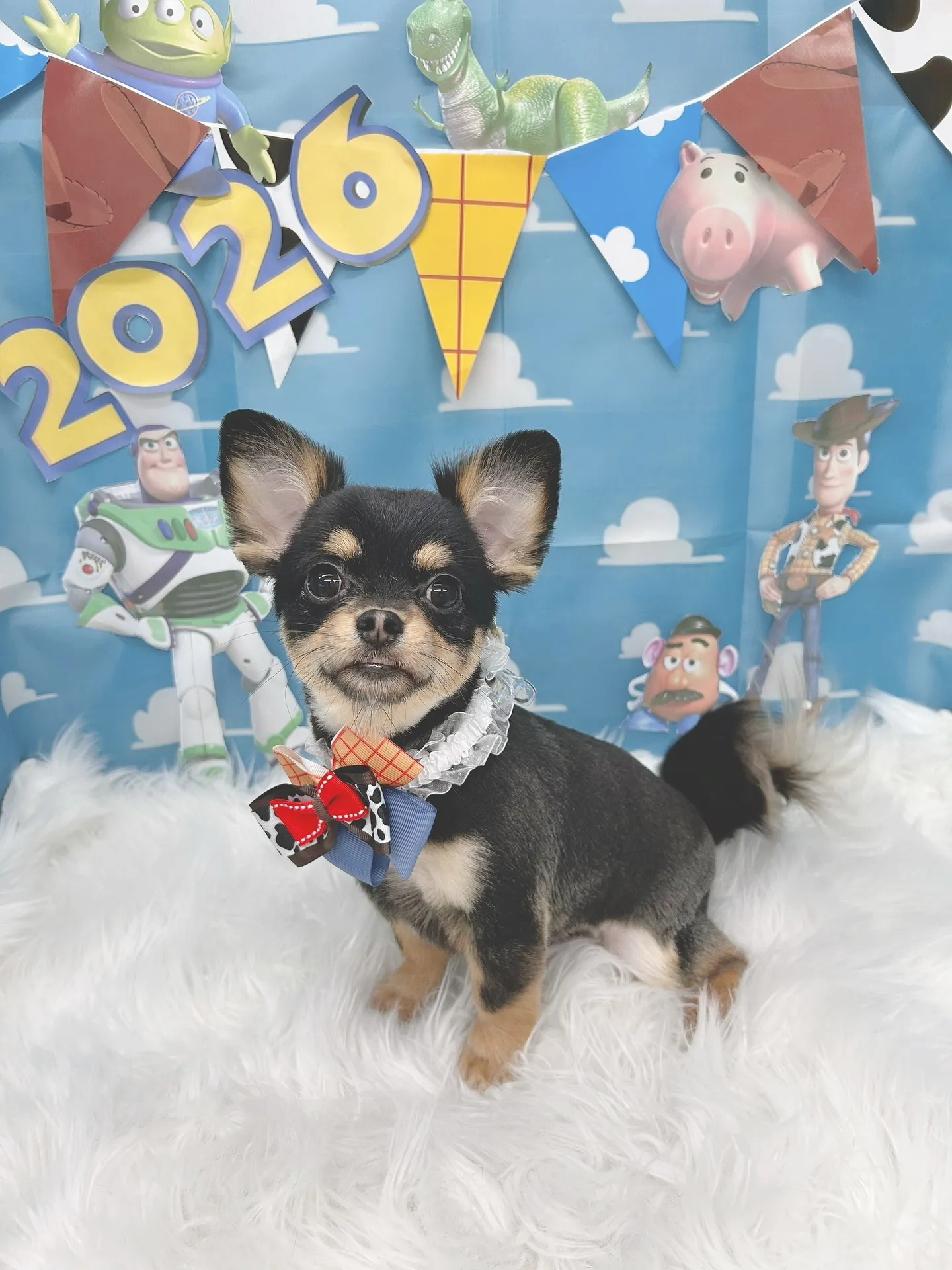 ୨୧ ∴トリミングサロン∴ ୨୧