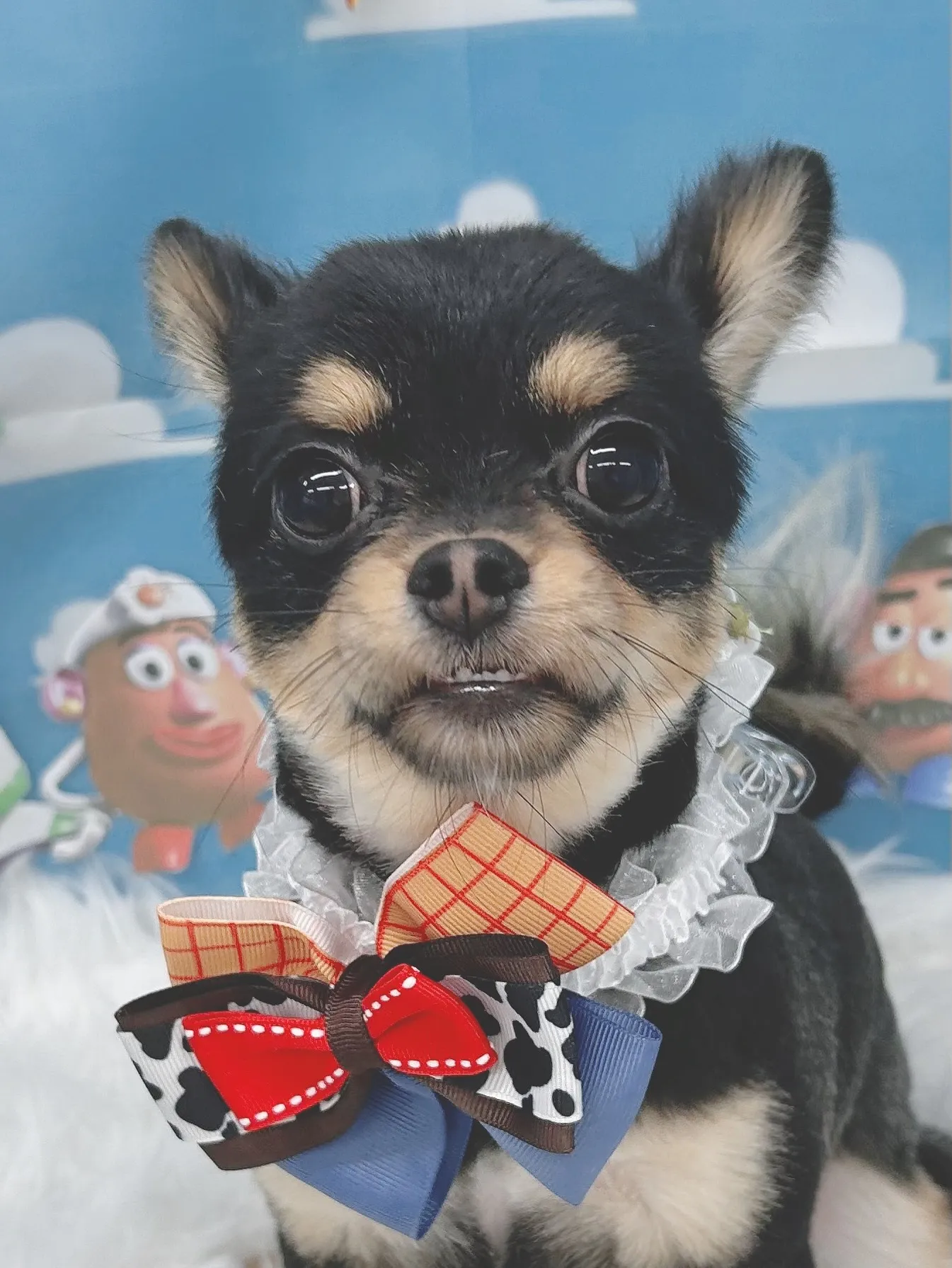 ୨୧ ∴トリミングサロン∴ ୨୧