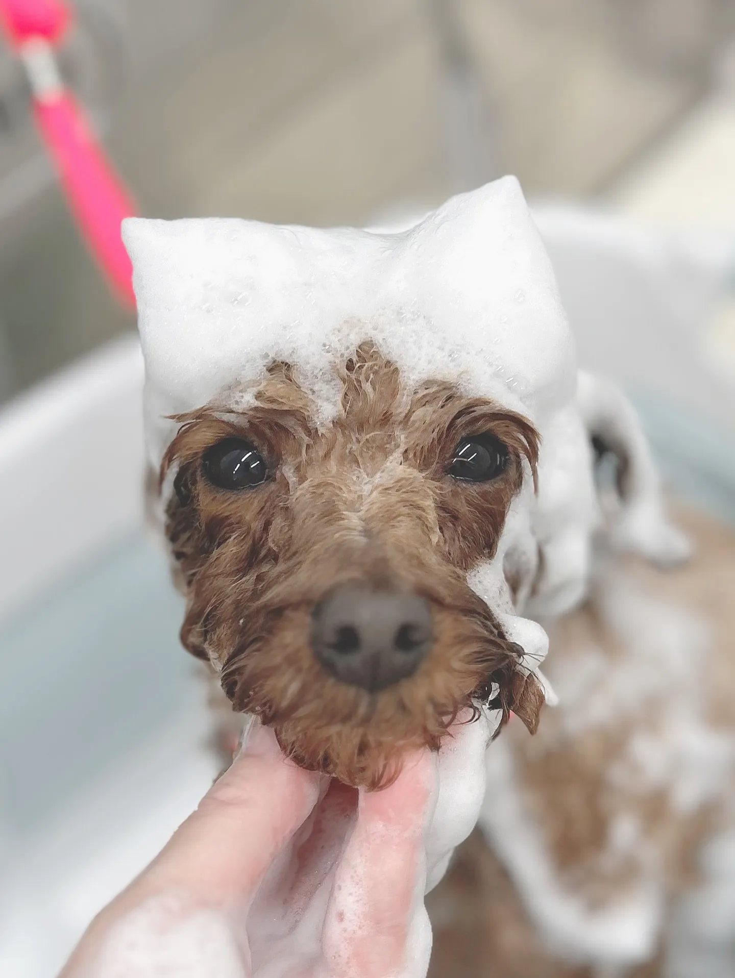 ୨୧ ∴トリミングサロン∴ ୨୧