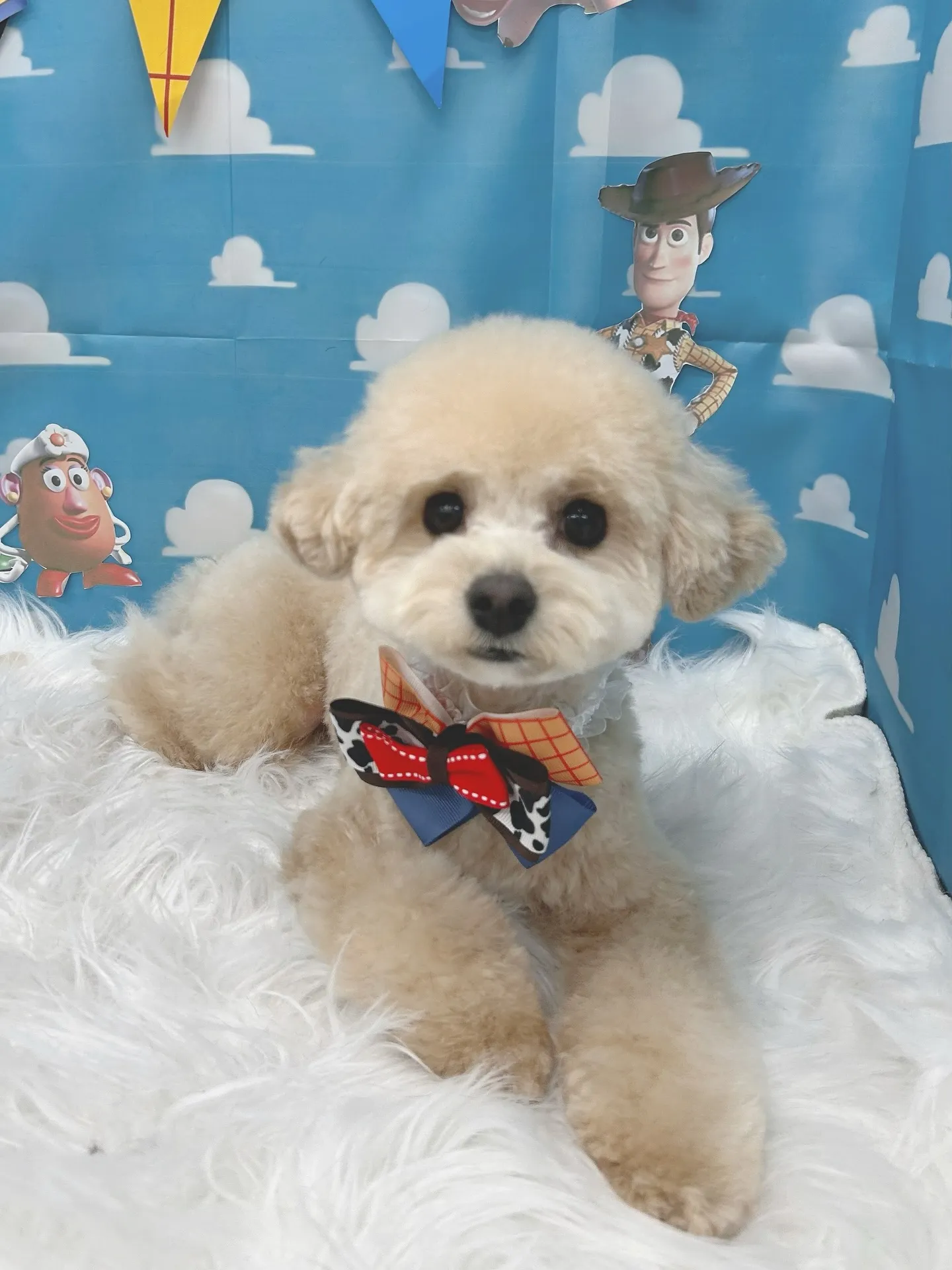 ୨୧ ∴トリミングサロン∴ ୨୧