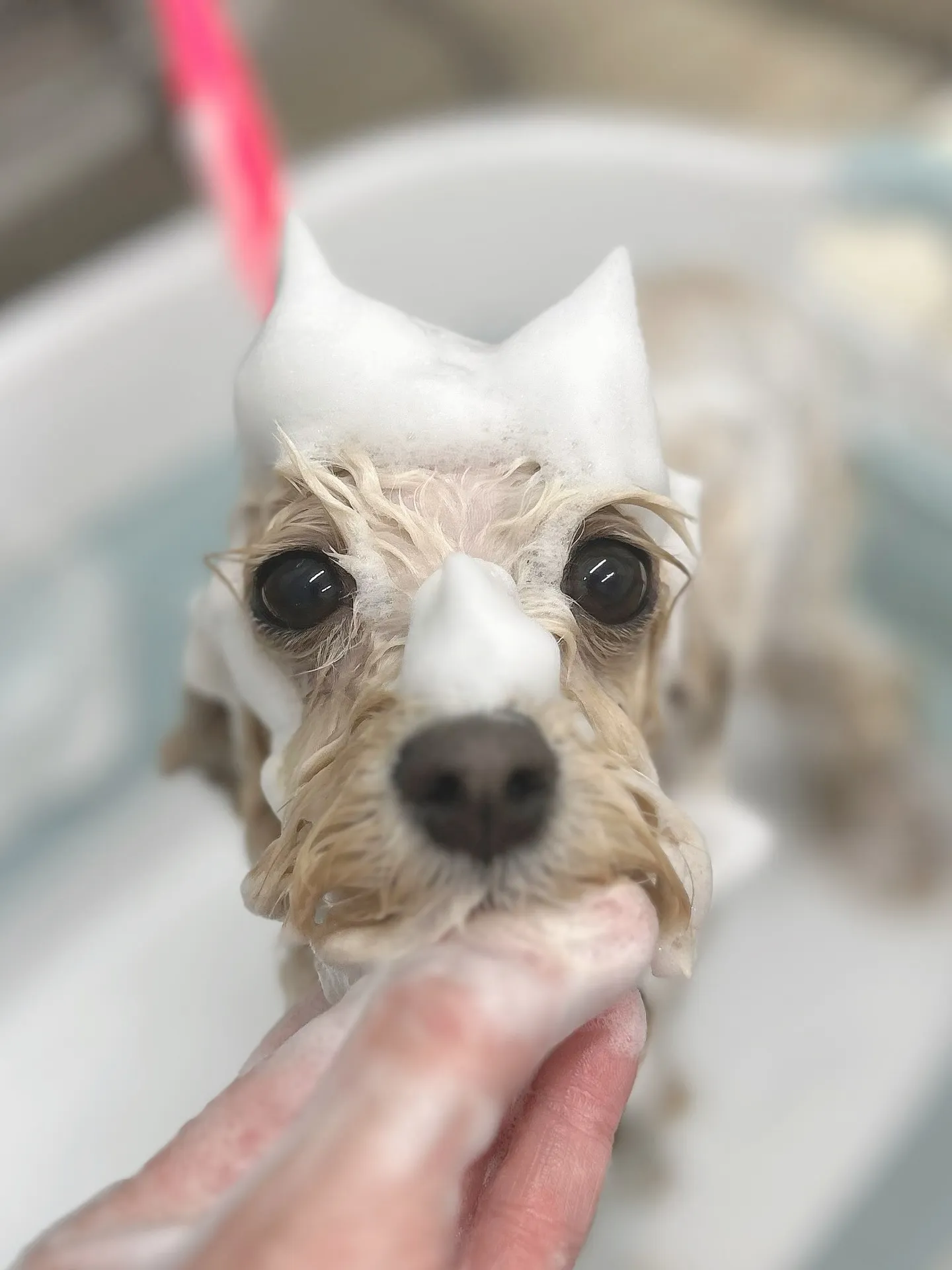 ୨୧ ∴トリミングサロン∴ ୨୧