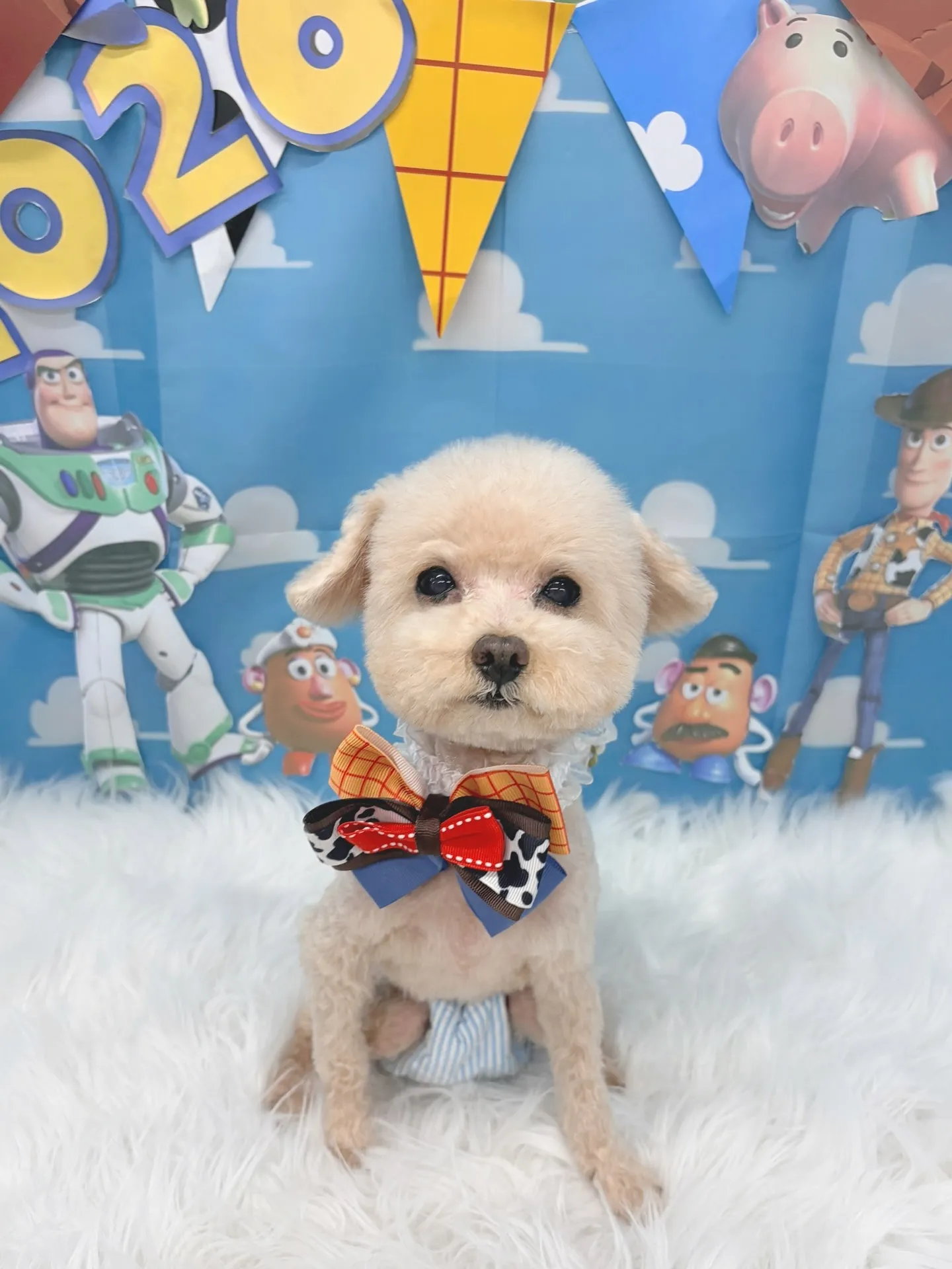 ୨୧ ∴トリミングサロン∴ ୨୧