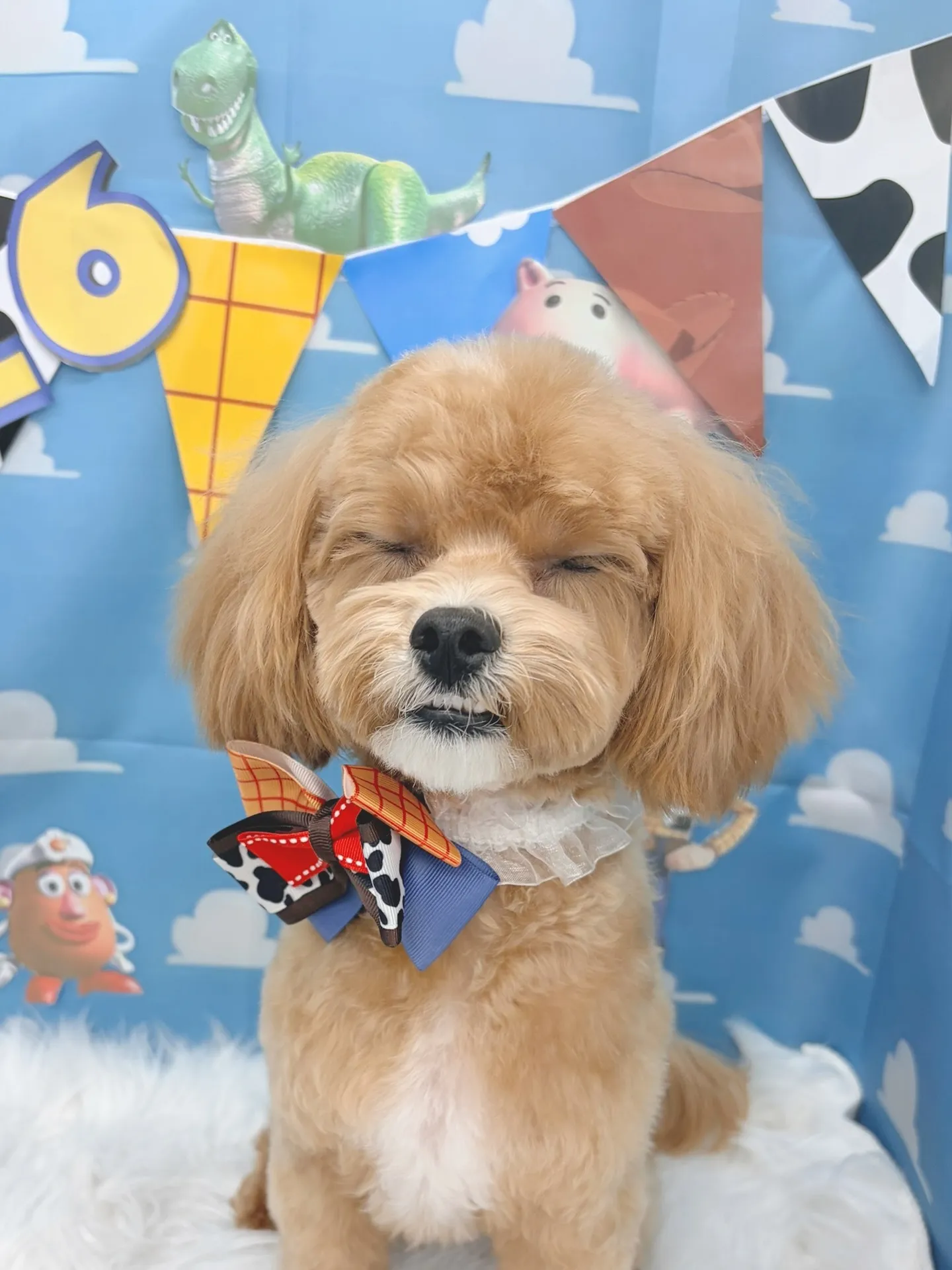 ୨୧ ∴トリミングサロン∴ ୨୧