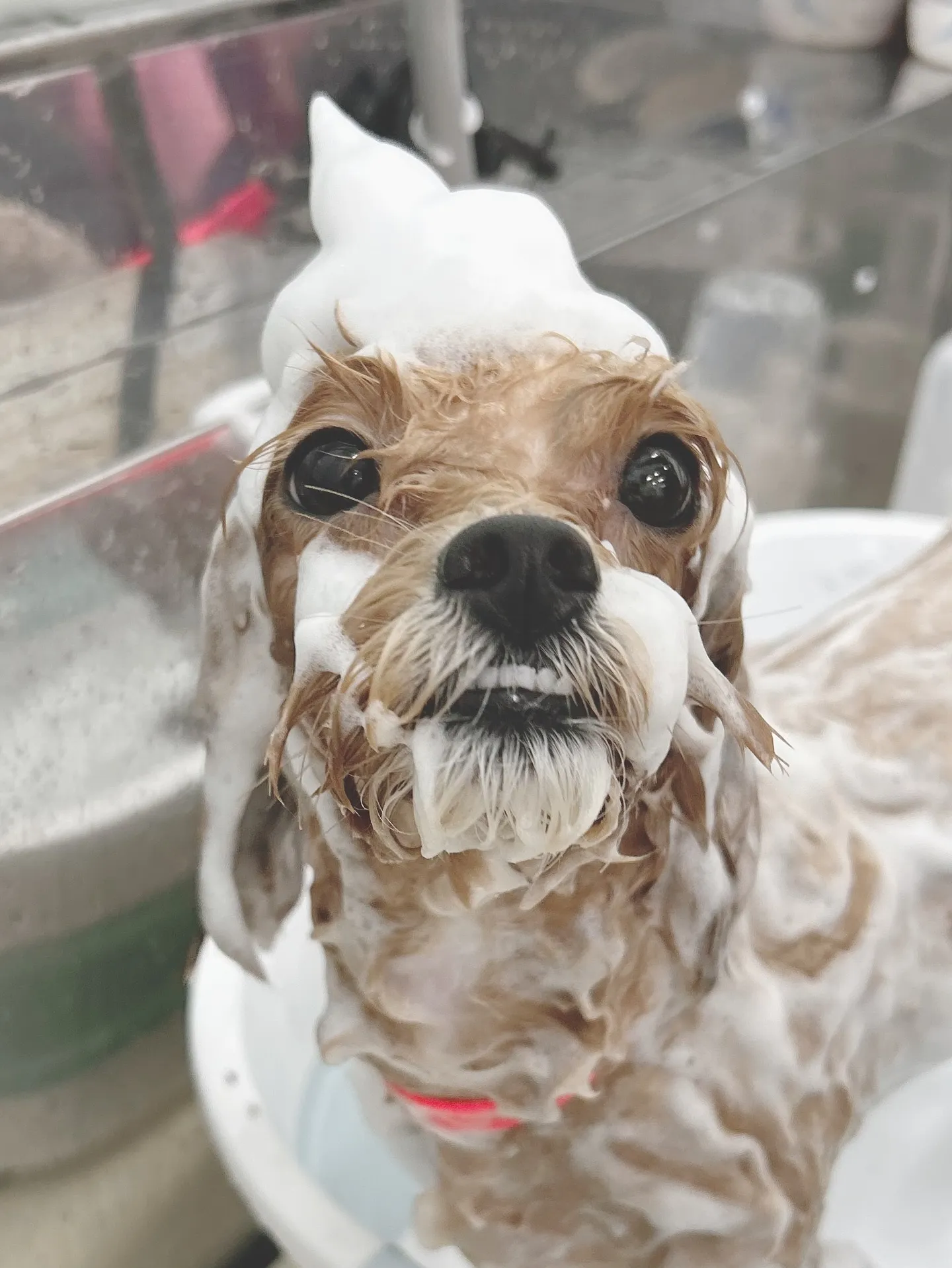 ୨୧ ∴トリミングサロン∴ ୨୧