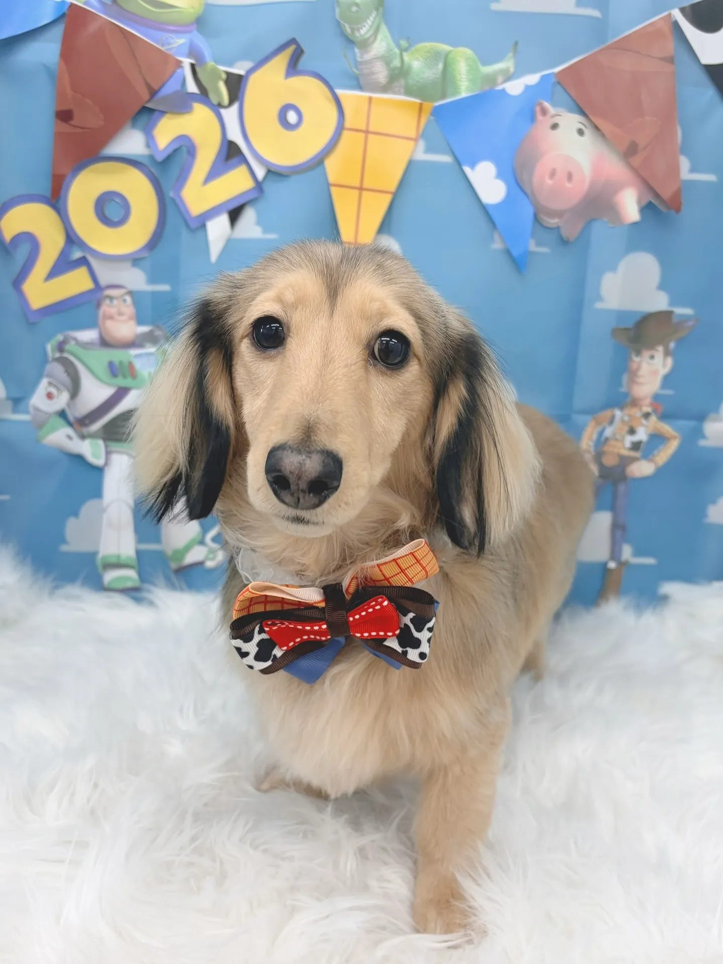 ୨୧ ∴トリミングサロン∴ ୨୧