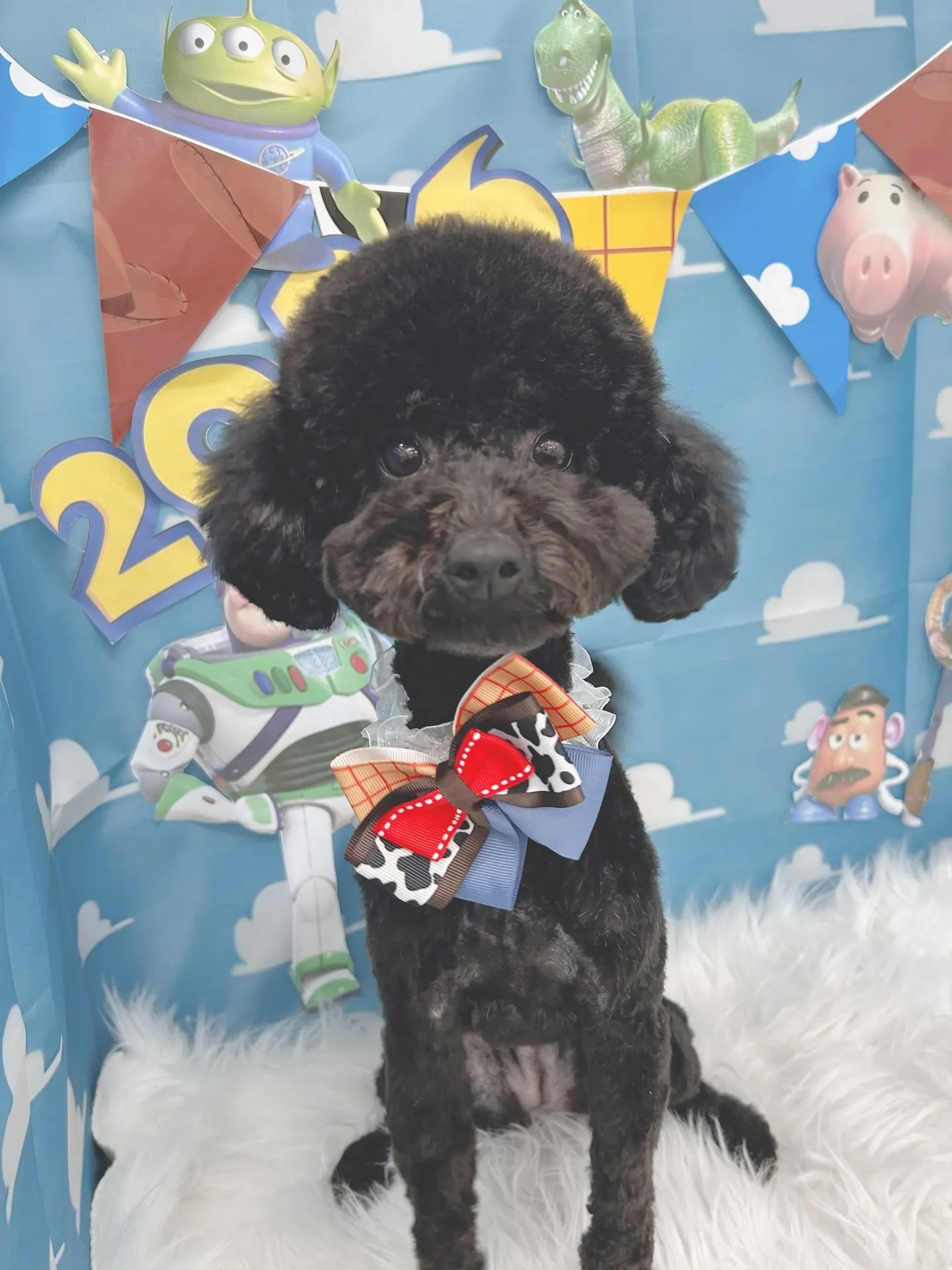 ୨୧ ∴トリミングサロン∴ ୨୧