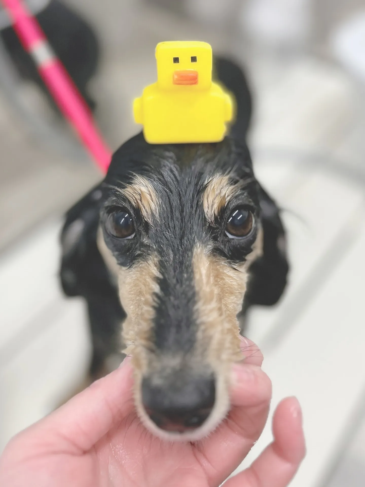 ୨୧ ∴トリミングサロン∴ ୨୧