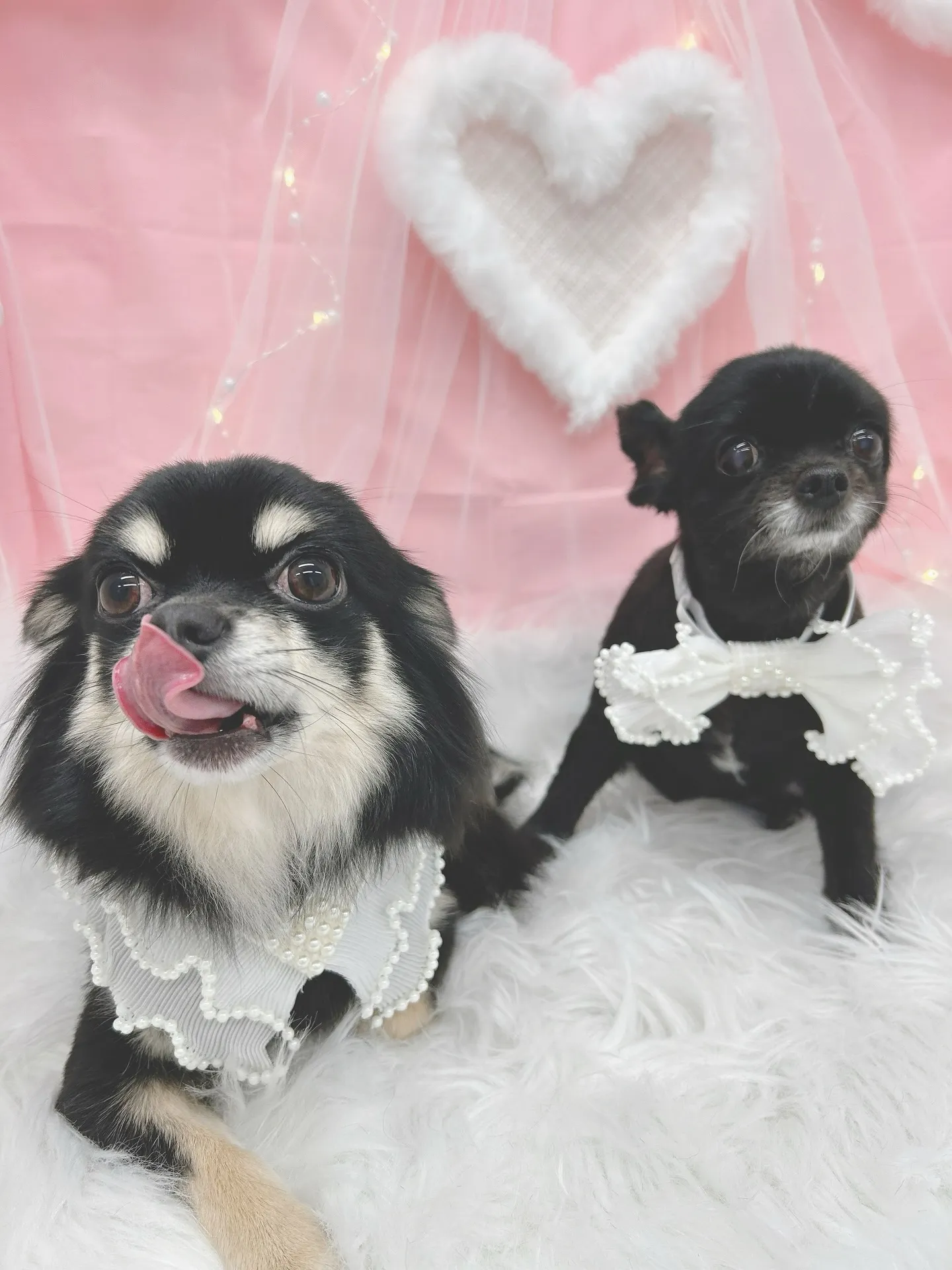 ୨୧ ∴トリミングサロン∴ ୨୧