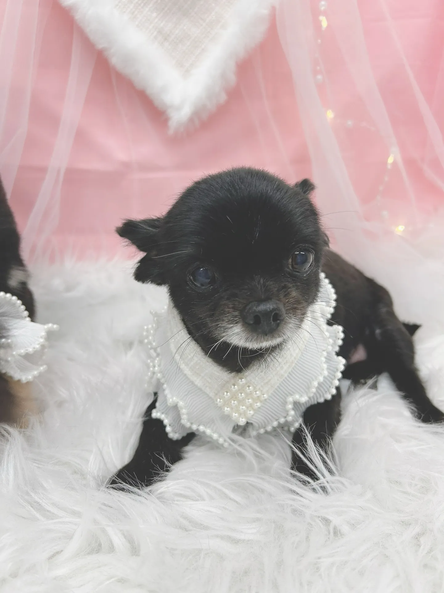 ୨୧ ∴トリミングサロン∴ ୨୧