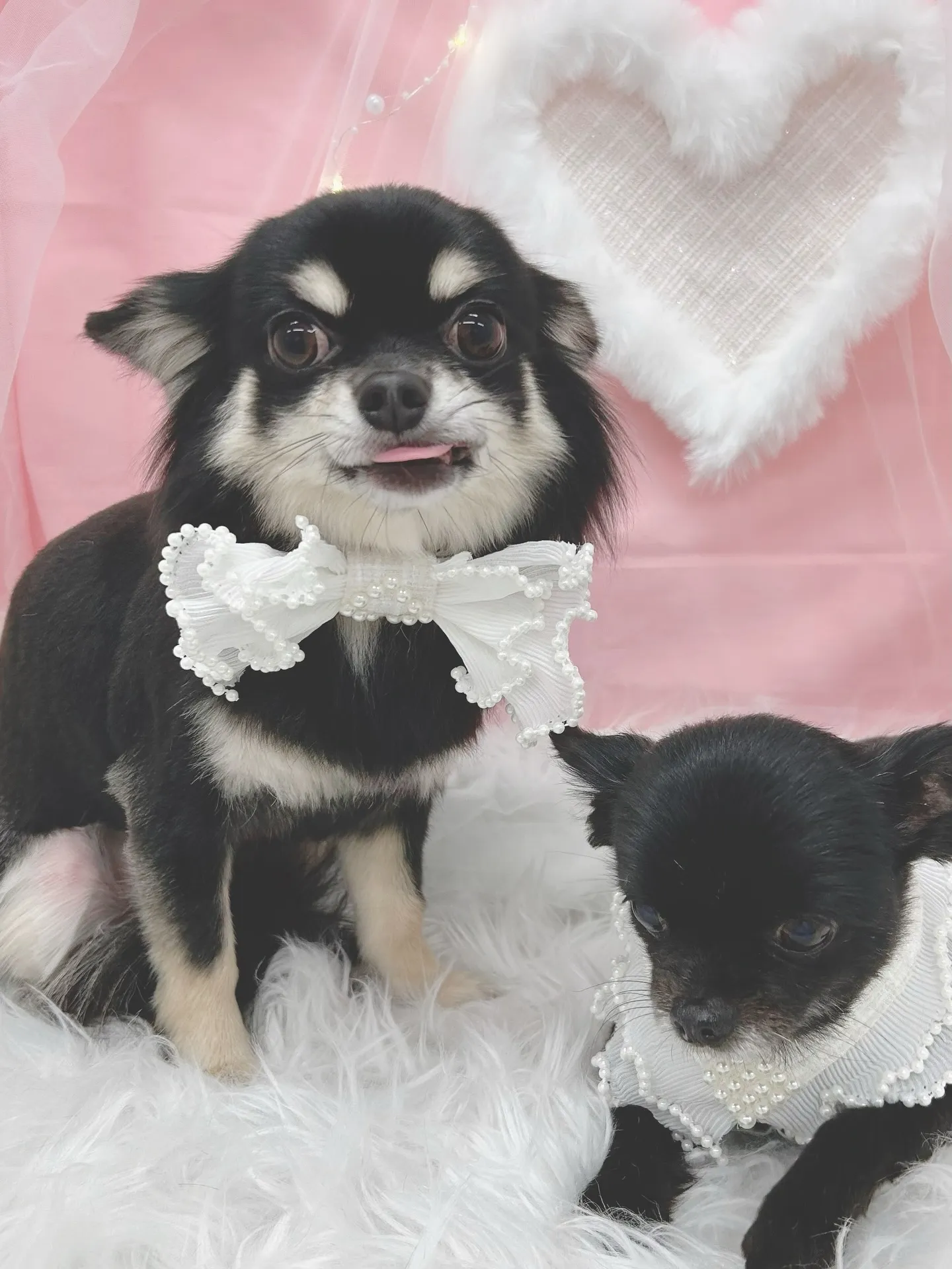 ୨୧ ∴トリミングサロン∴ ୨୧