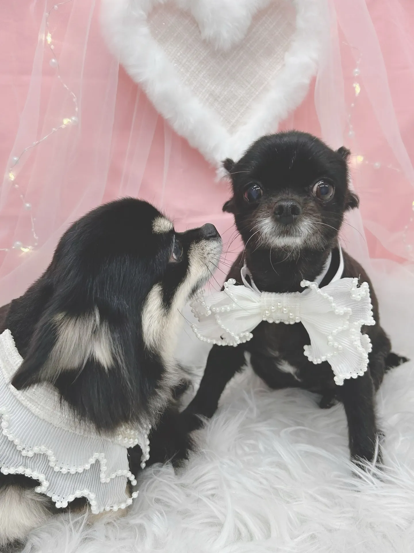 ୨୧ ∴トリミングサロン∴ ୨୧