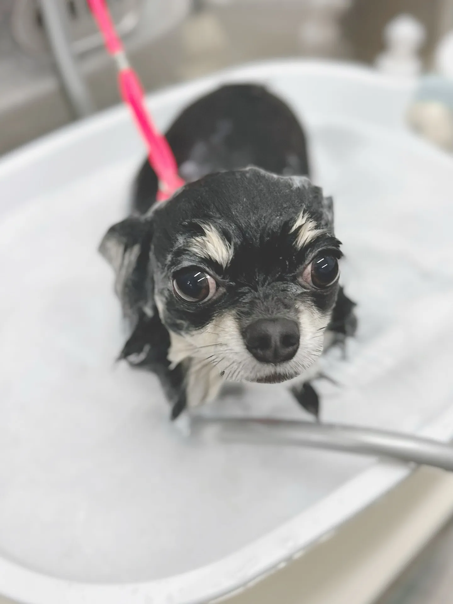 ୨୧ ∴トリミングサロン∴ ୨୧