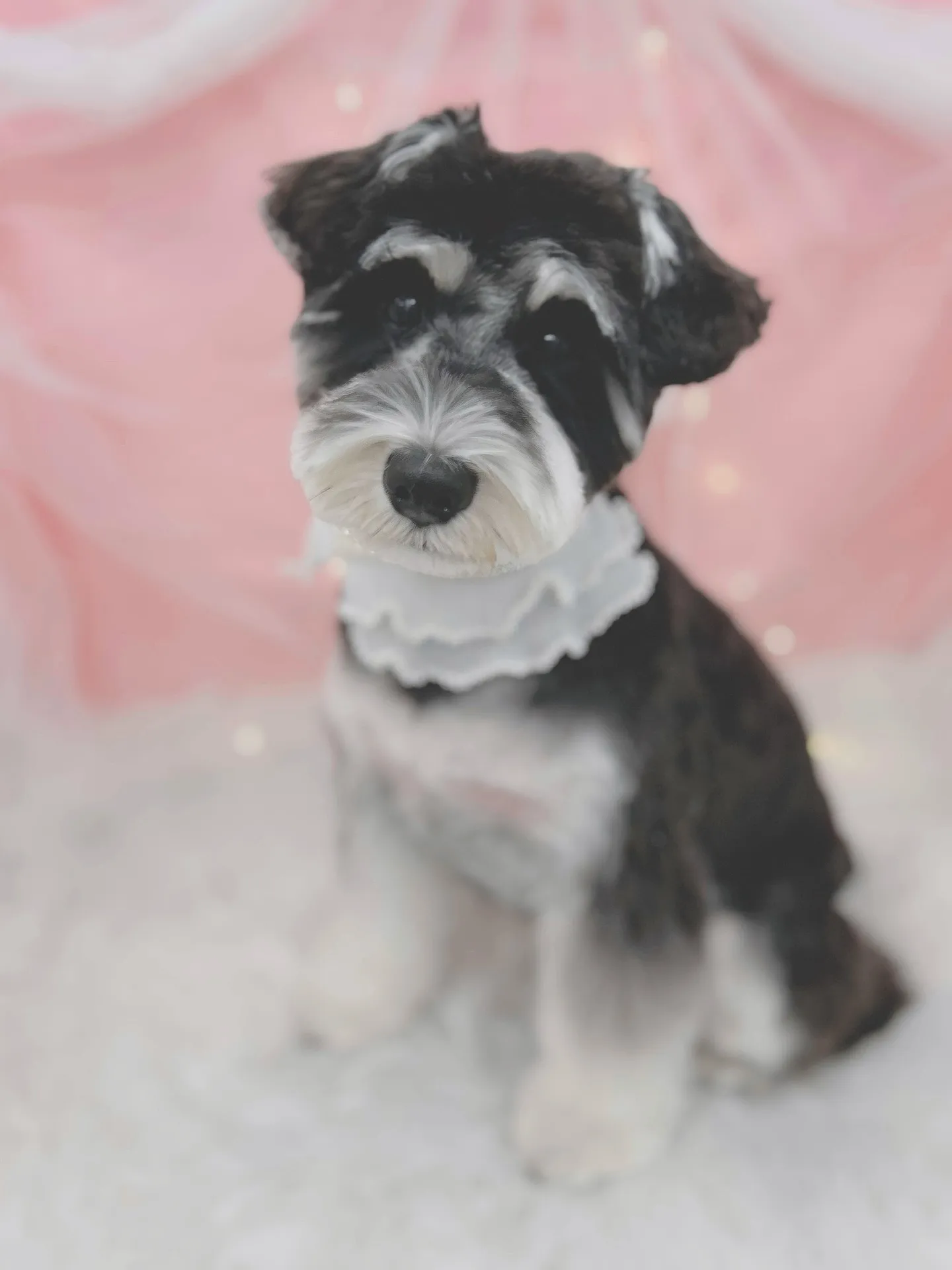 ୨୧ ∴トリミングサロン∴ ୨୧