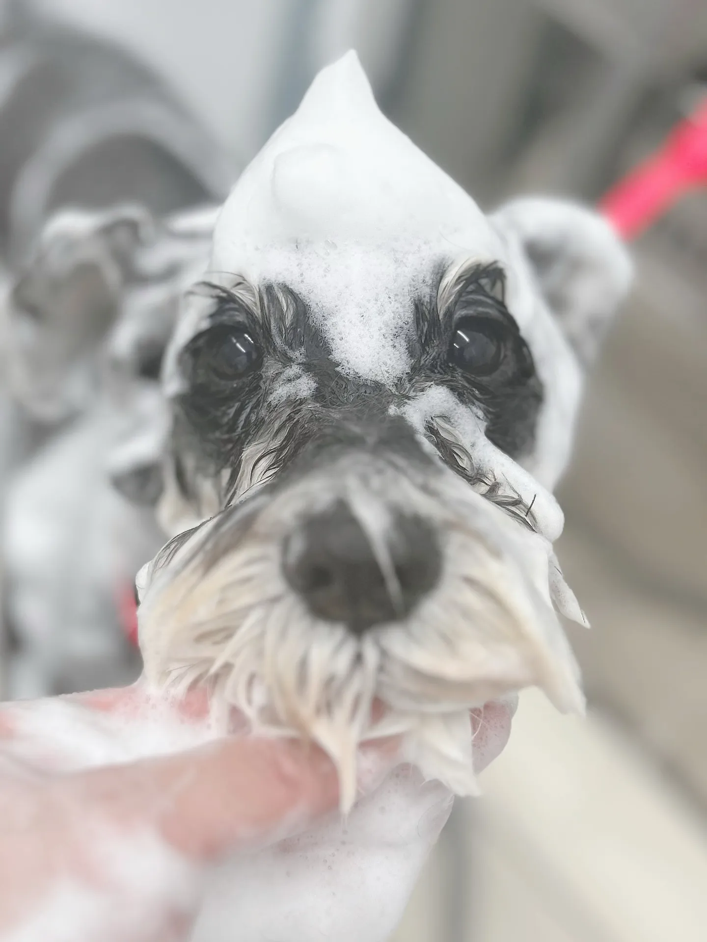 ୨୧ ∴トリミングサロン∴ ୨୧