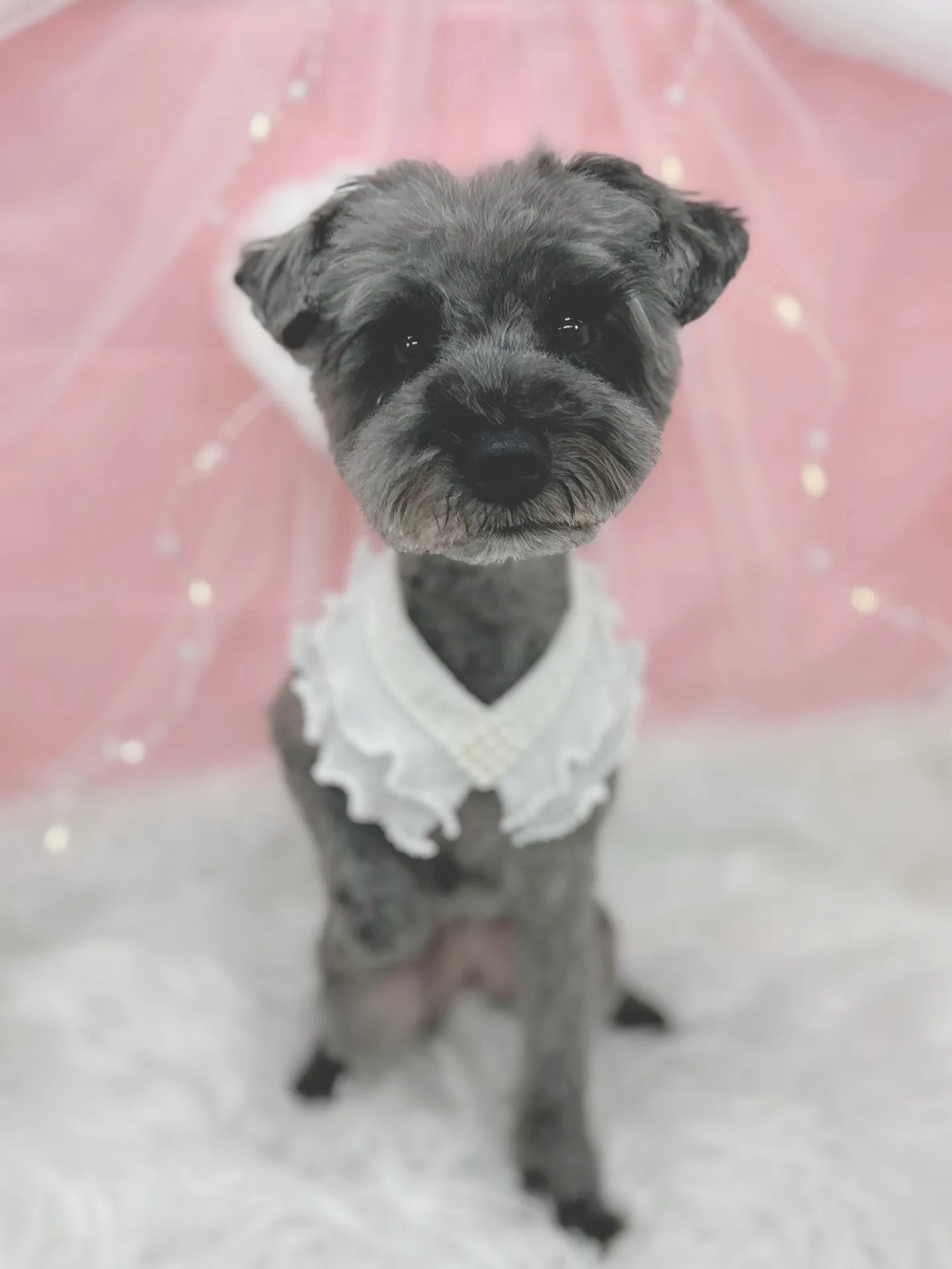 ୨୧ ∴トリミングサロン∴ ୨୧