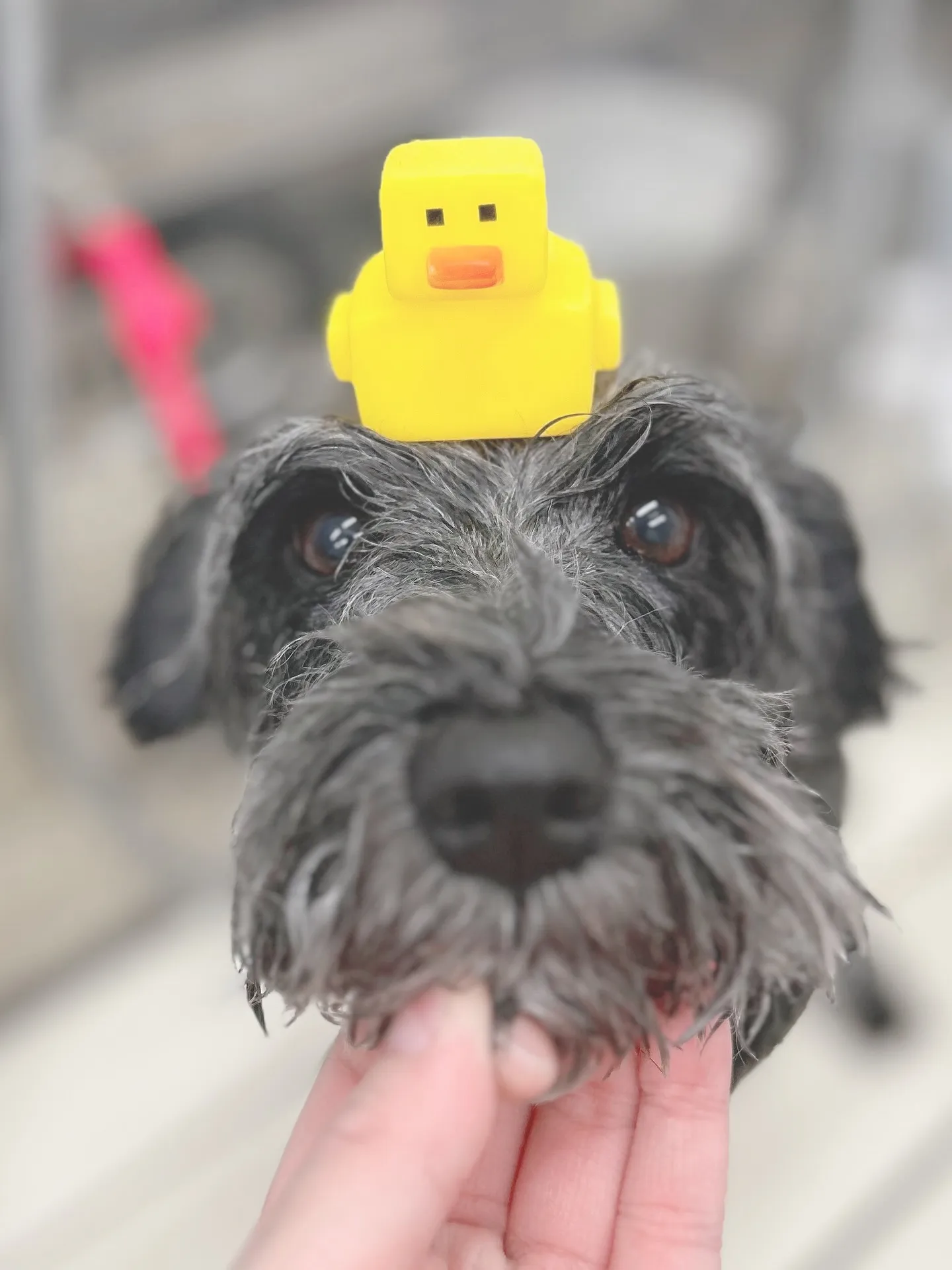 ୨୧ ∴トリミングサロン∴ ୨୧