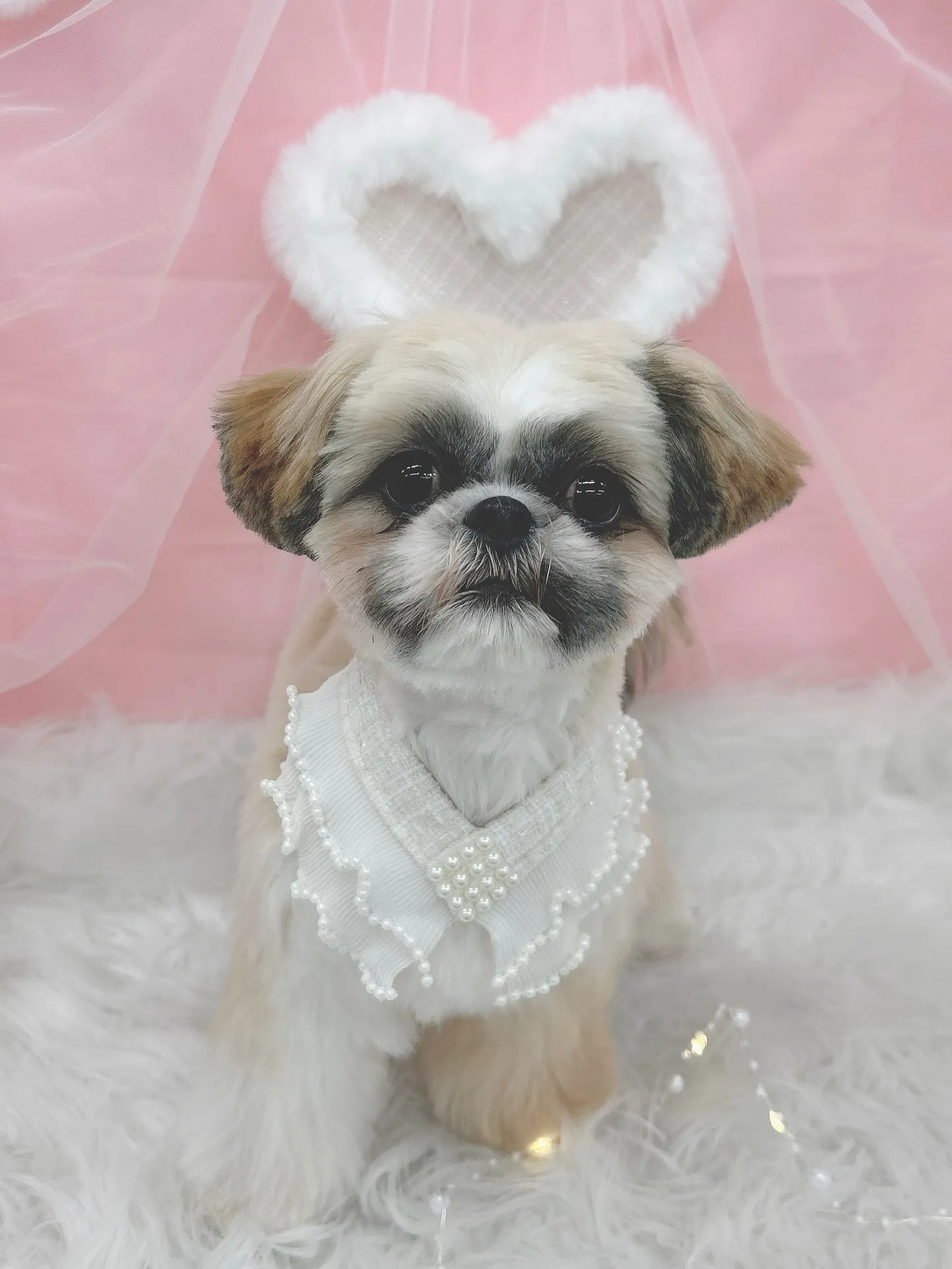 ୨୧ ∴トリミングサロン∴ ୨୧