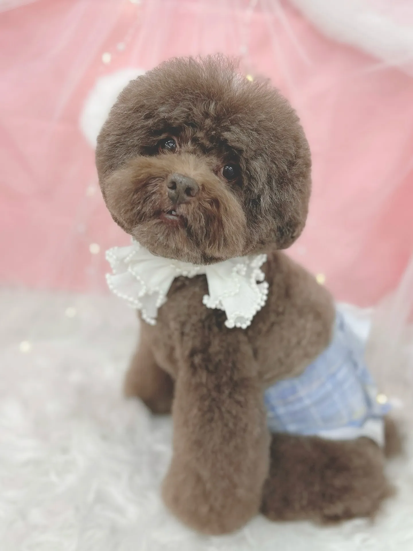 ୨୧ ∴トリミングサロン∴ ୨୧