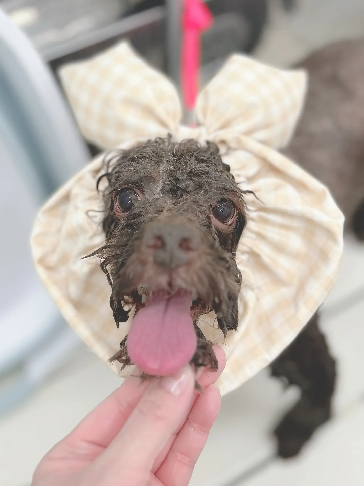 ୨୧ ∴トリミングサロン∴ ୨୧