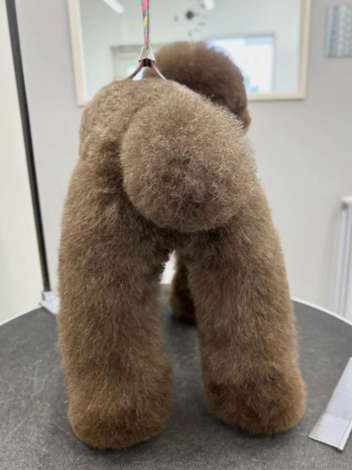 ୨୧ ∴トリミングサロン∴ ୨୧