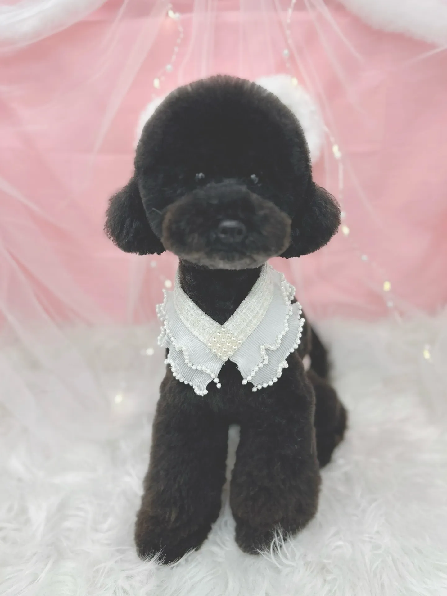 ୨୧ ∴トリミングサロン∴ ୨୧