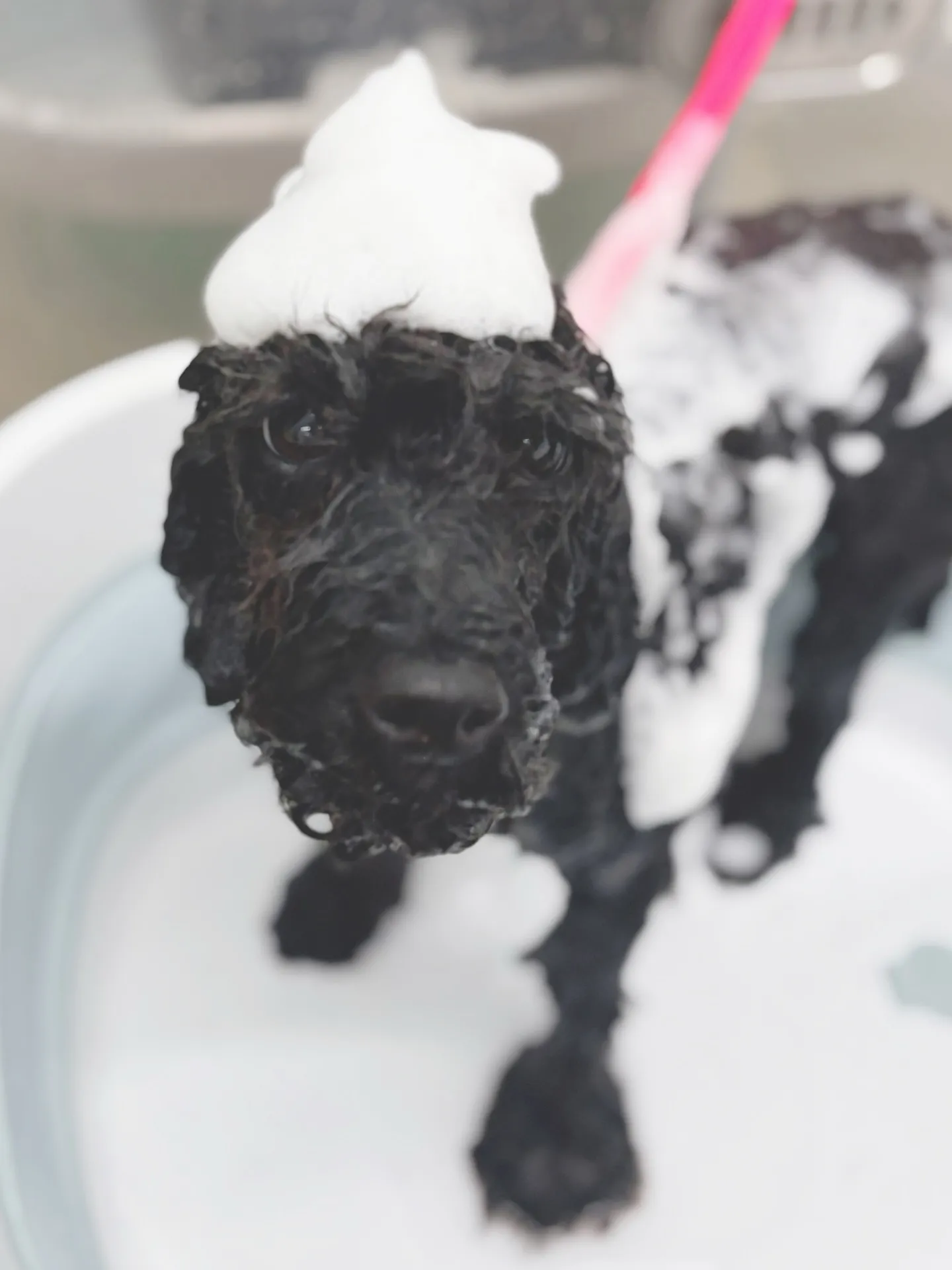 ୨୧ ∴トリミングサロン∴ ୨୧