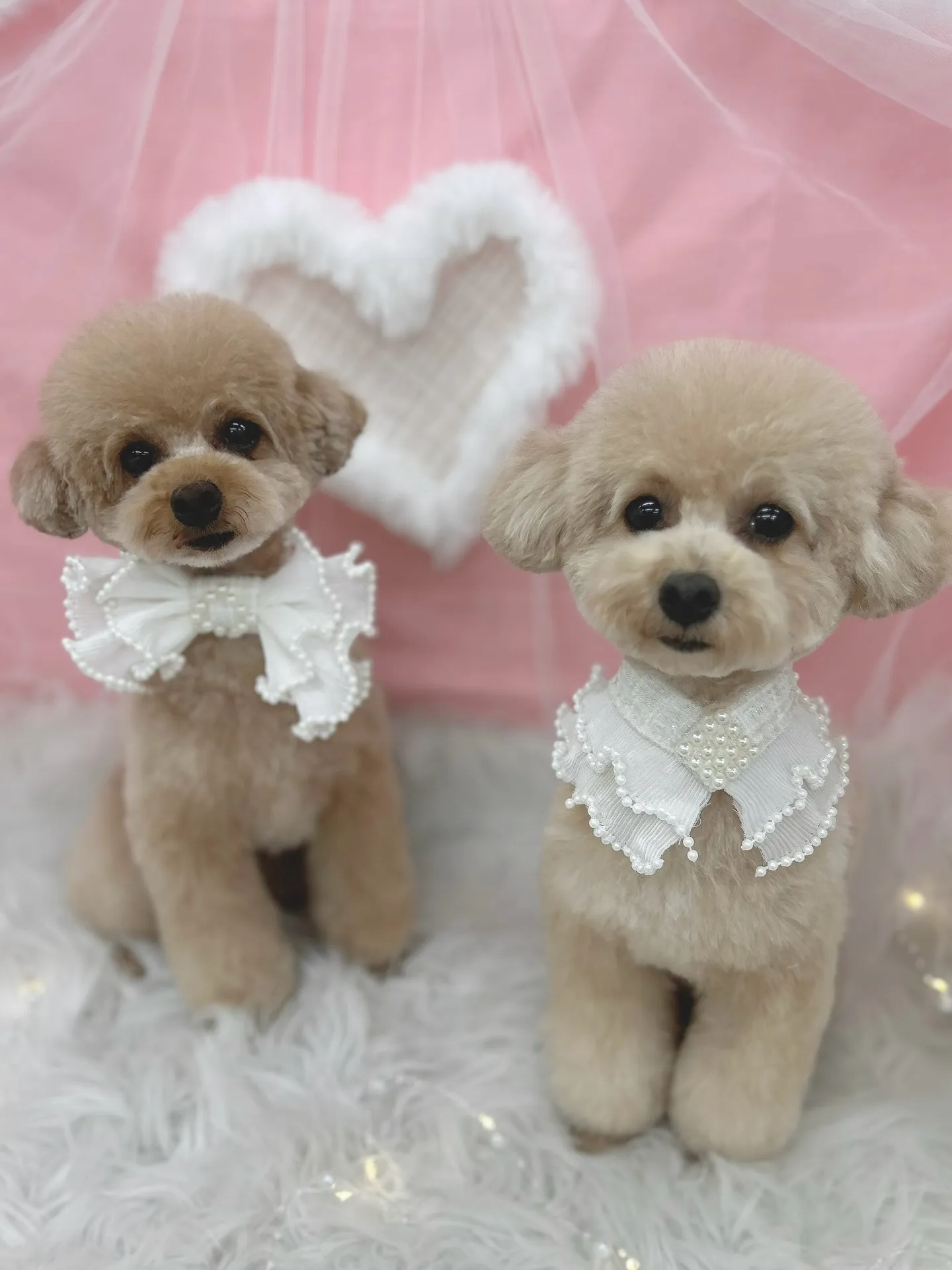 ୨୧ ∴トリミングサロン∴ ୨୧