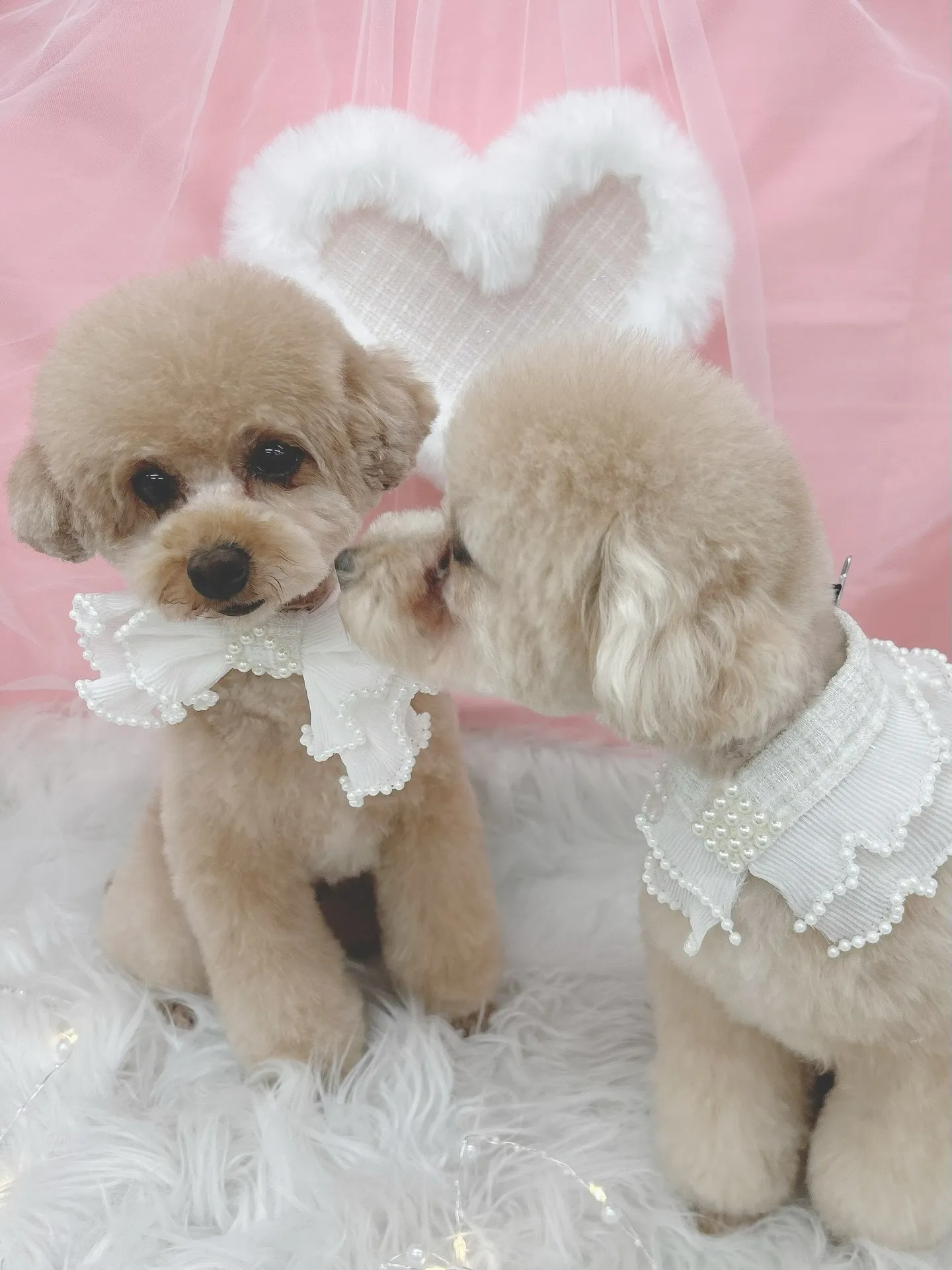 ୨୧ ∴トリミングサロン∴ ୨୧