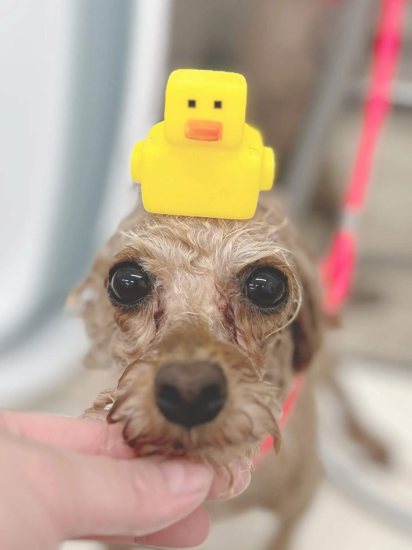 ୨୧ ∴トリミングサロン∴ ୨୧