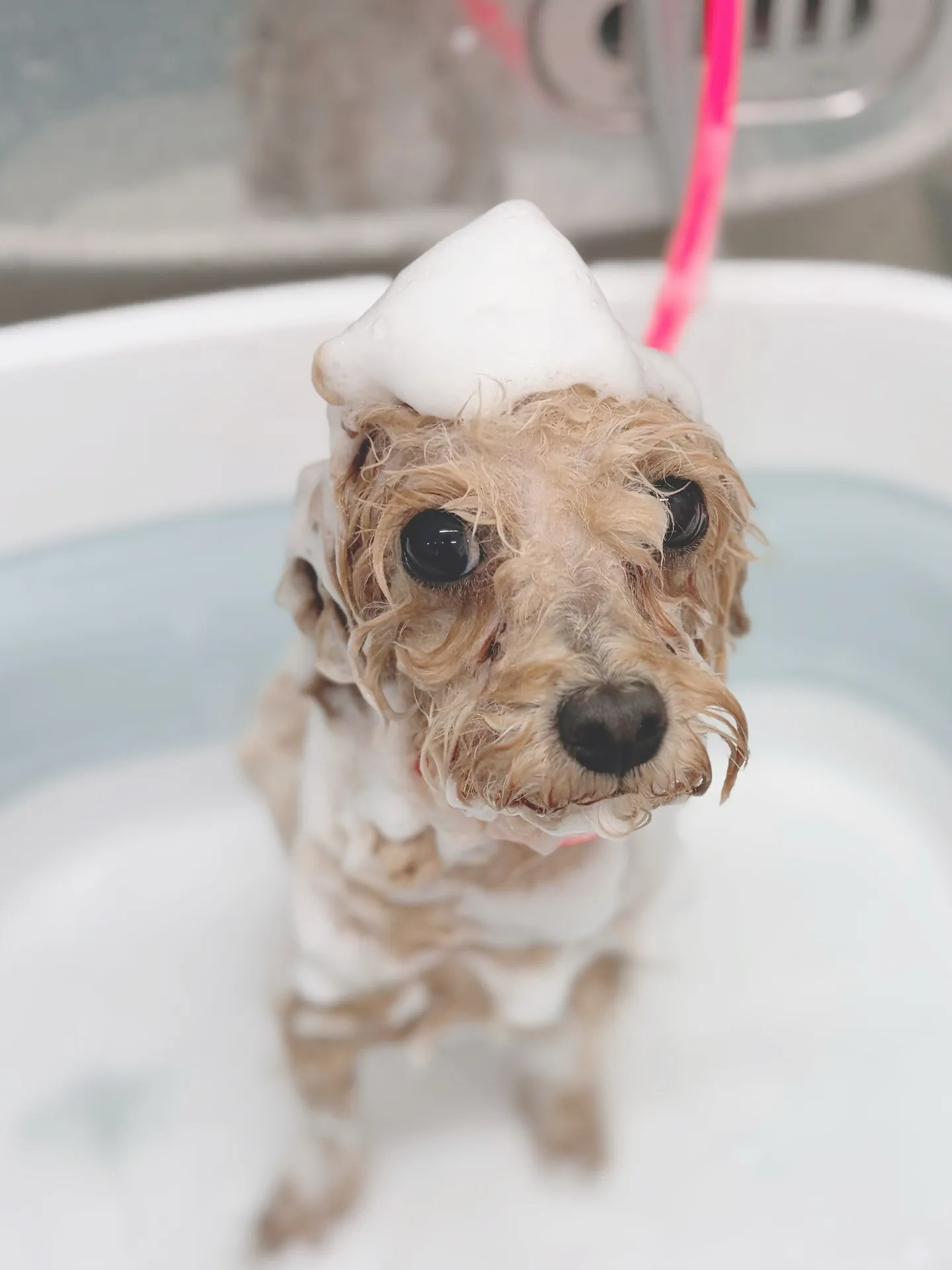 ୨୧ ∴トリミングサロン∴ ୨୧