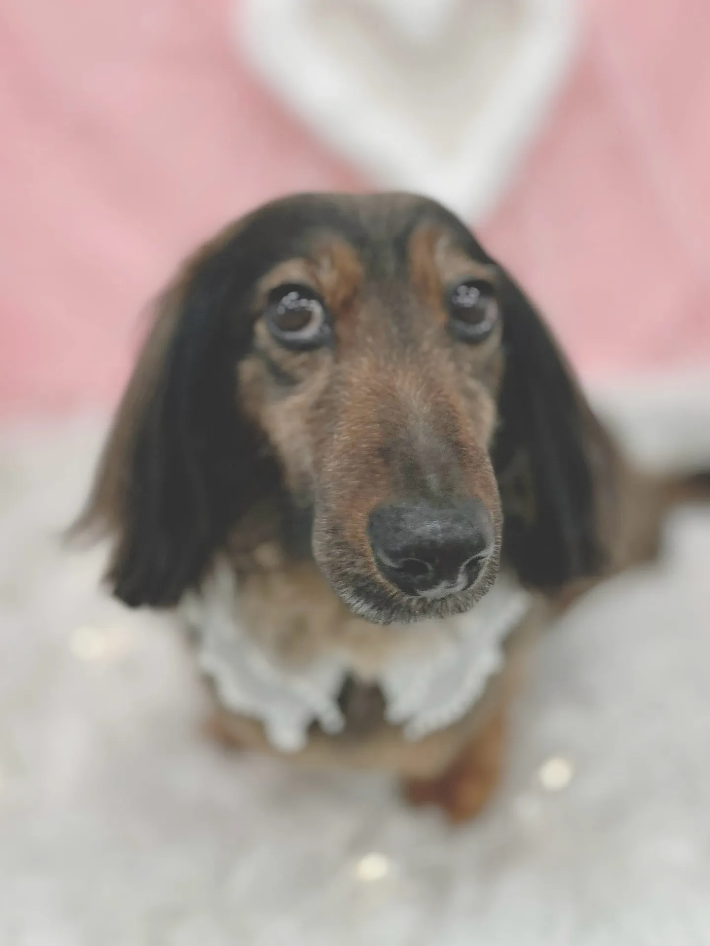 ୨୧ ∴トリミングサロン∴ ୨୧