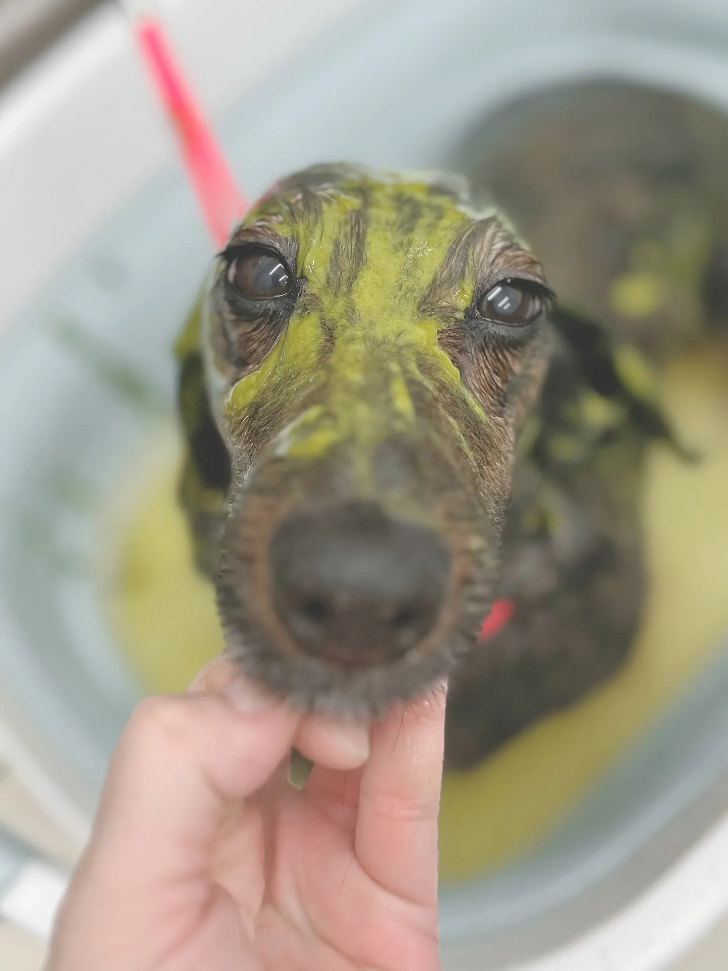 ୨୧ ∴トリミングサロン∴ ୨୧