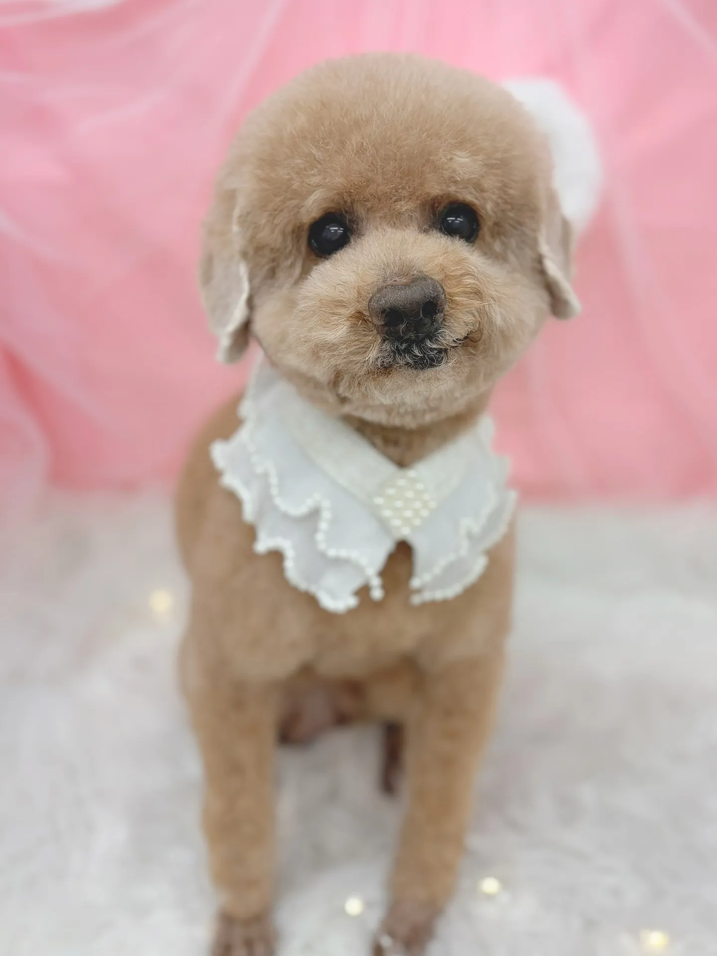 ୨୧ ∴トリミングサロン∴ ୨୧