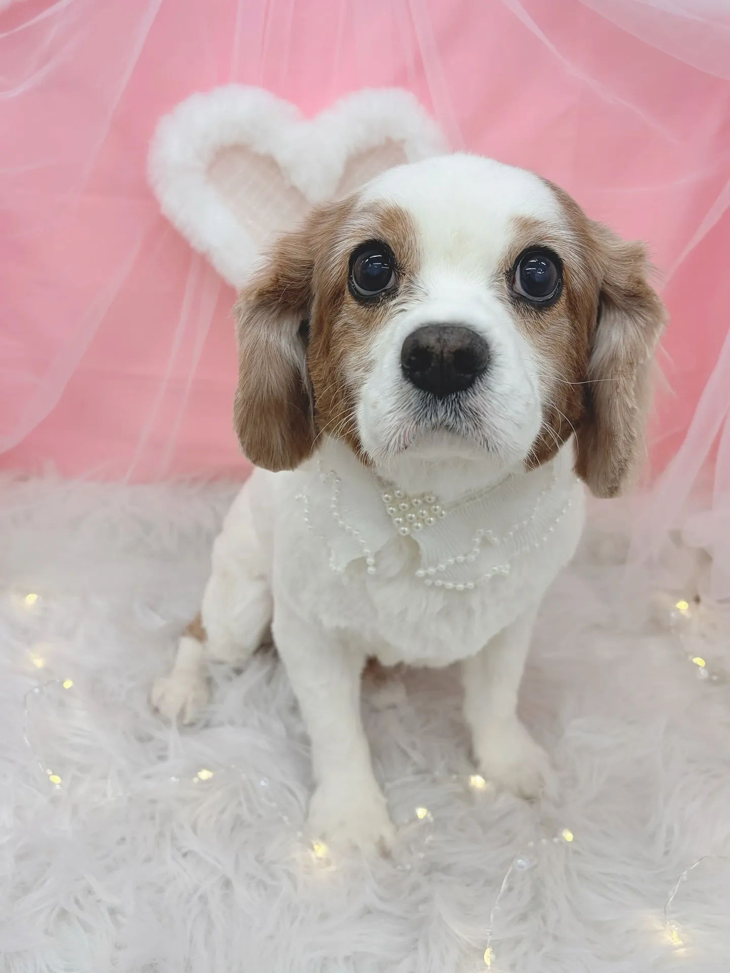 ୨୧ ∴トリミングサロン∴ ୨୧