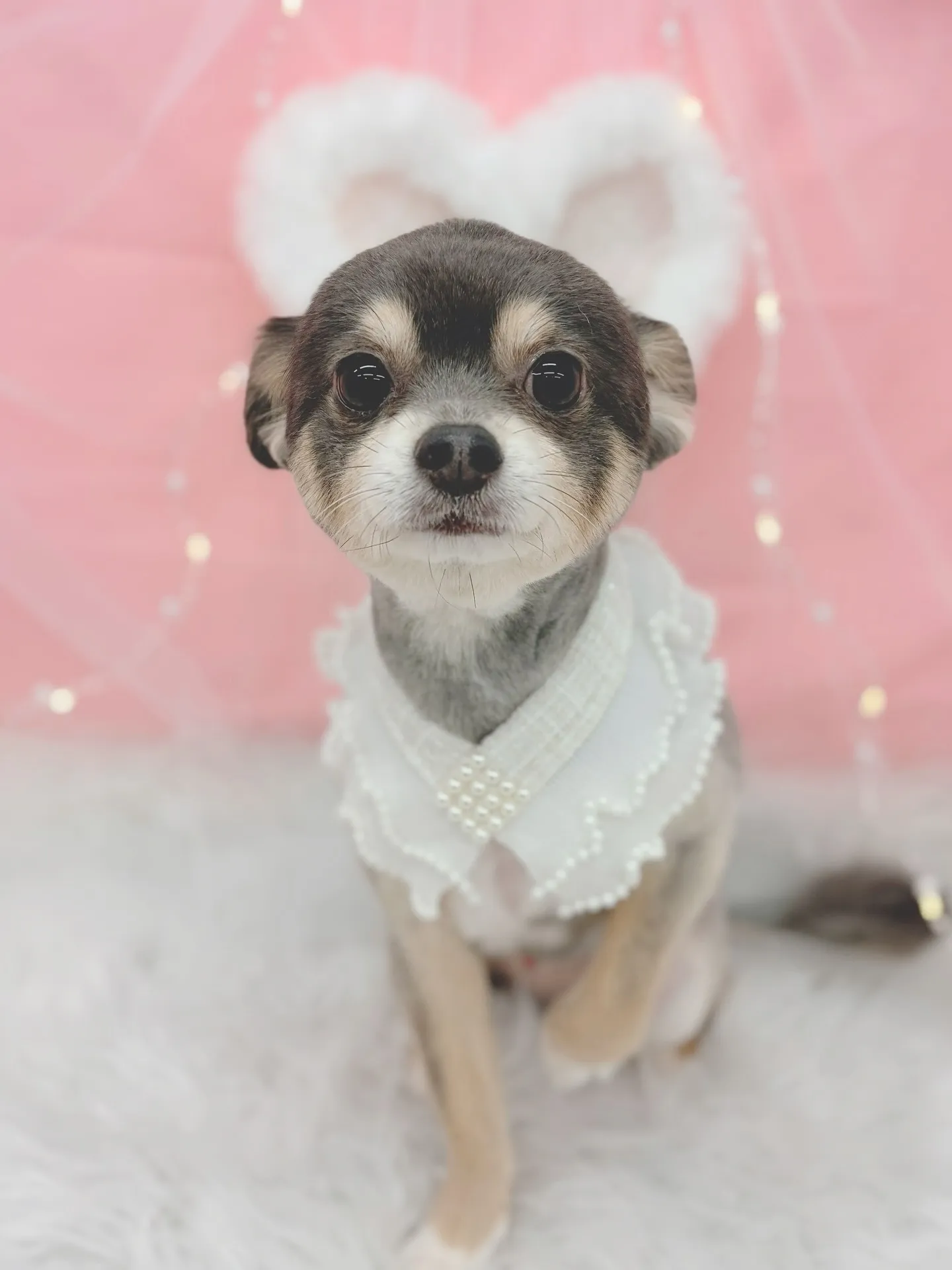 ୨୧ ∴トリミングサロン∴ ୨୧