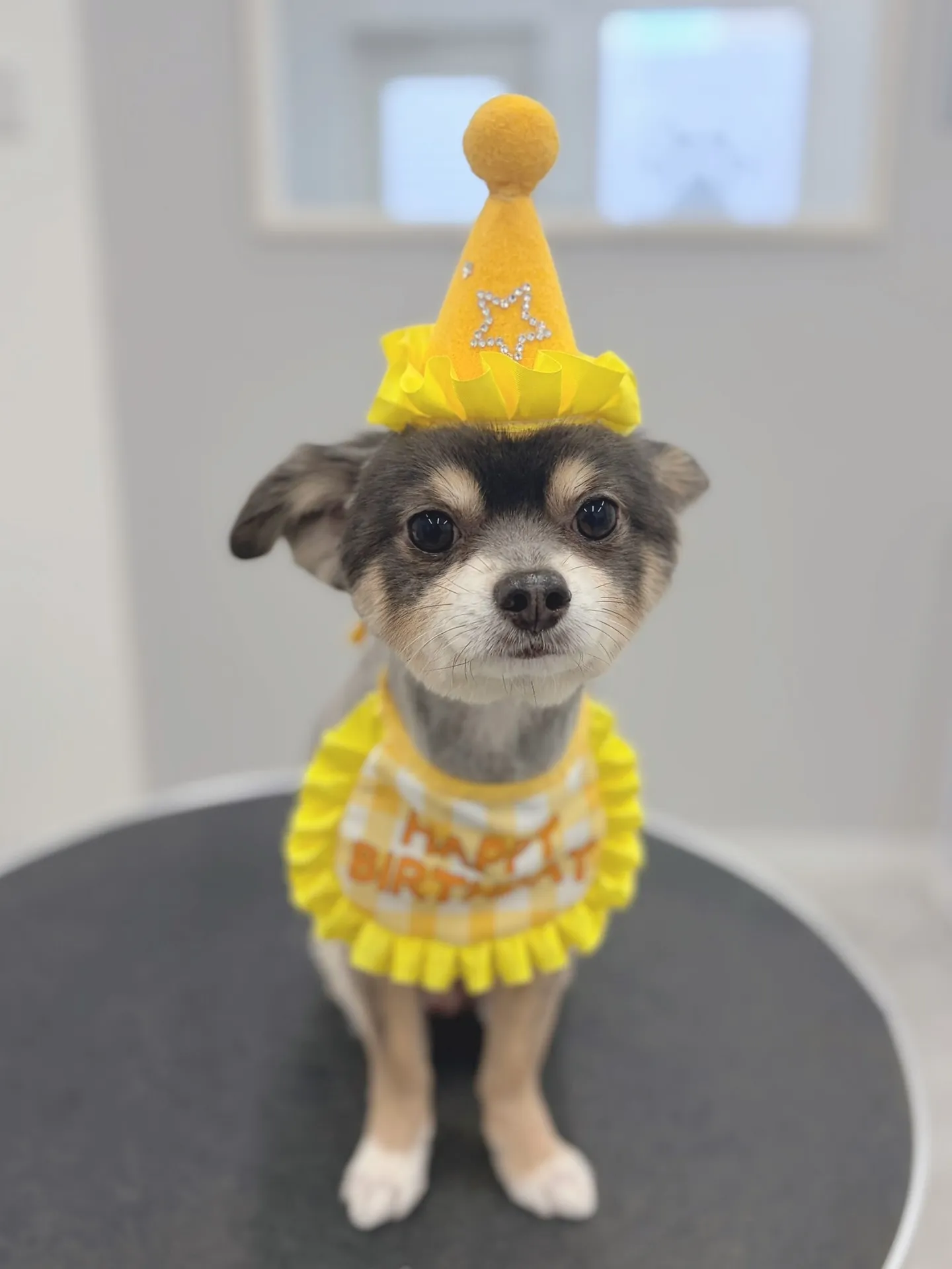 ୨୧ ∴トリミングサロン∴ ୨୧