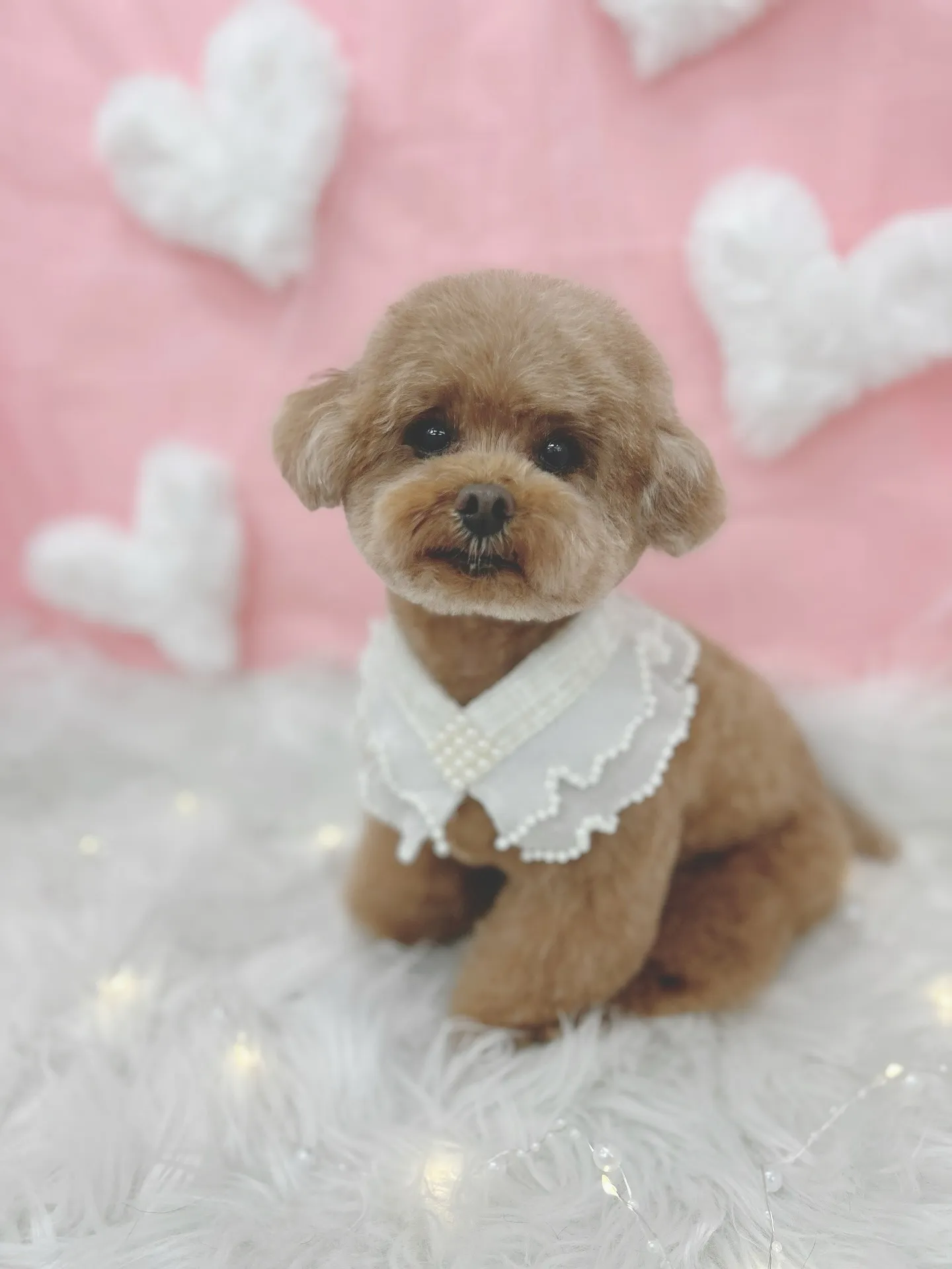 ୨୧ ∴トリミングサロン∴ ୨୧