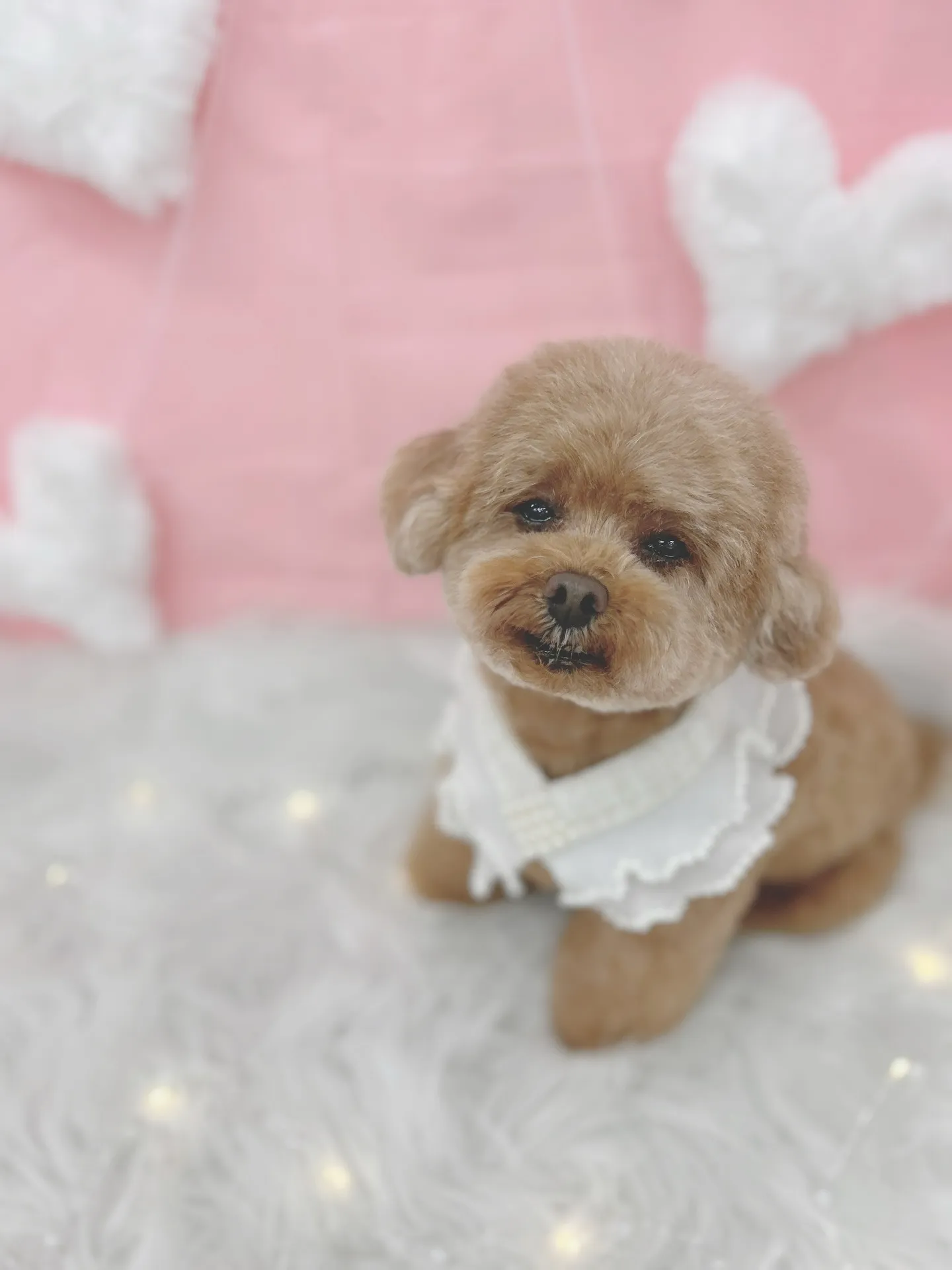 ୨୧ ∴トリミングサロン∴ ୨୧