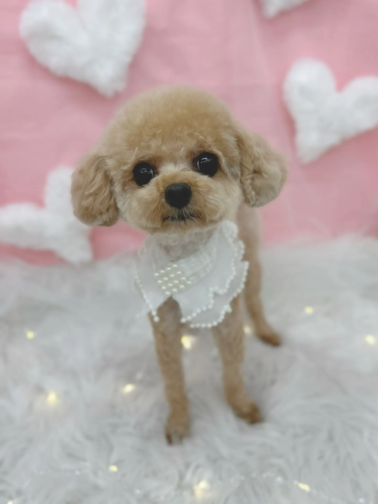 ୨୧ ∴トリミングサロン∴ ୨୧