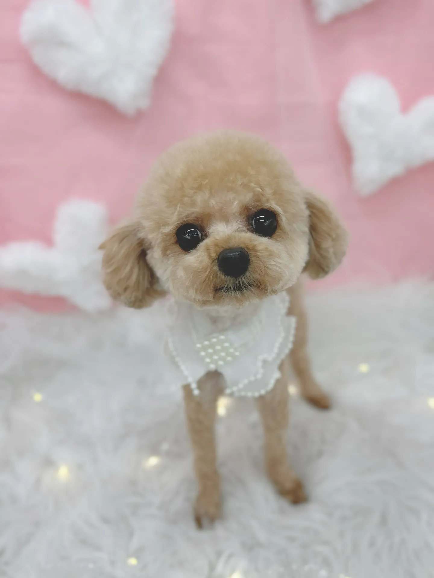 ୨୧ ∴トリミングサロン∴ ୨୧