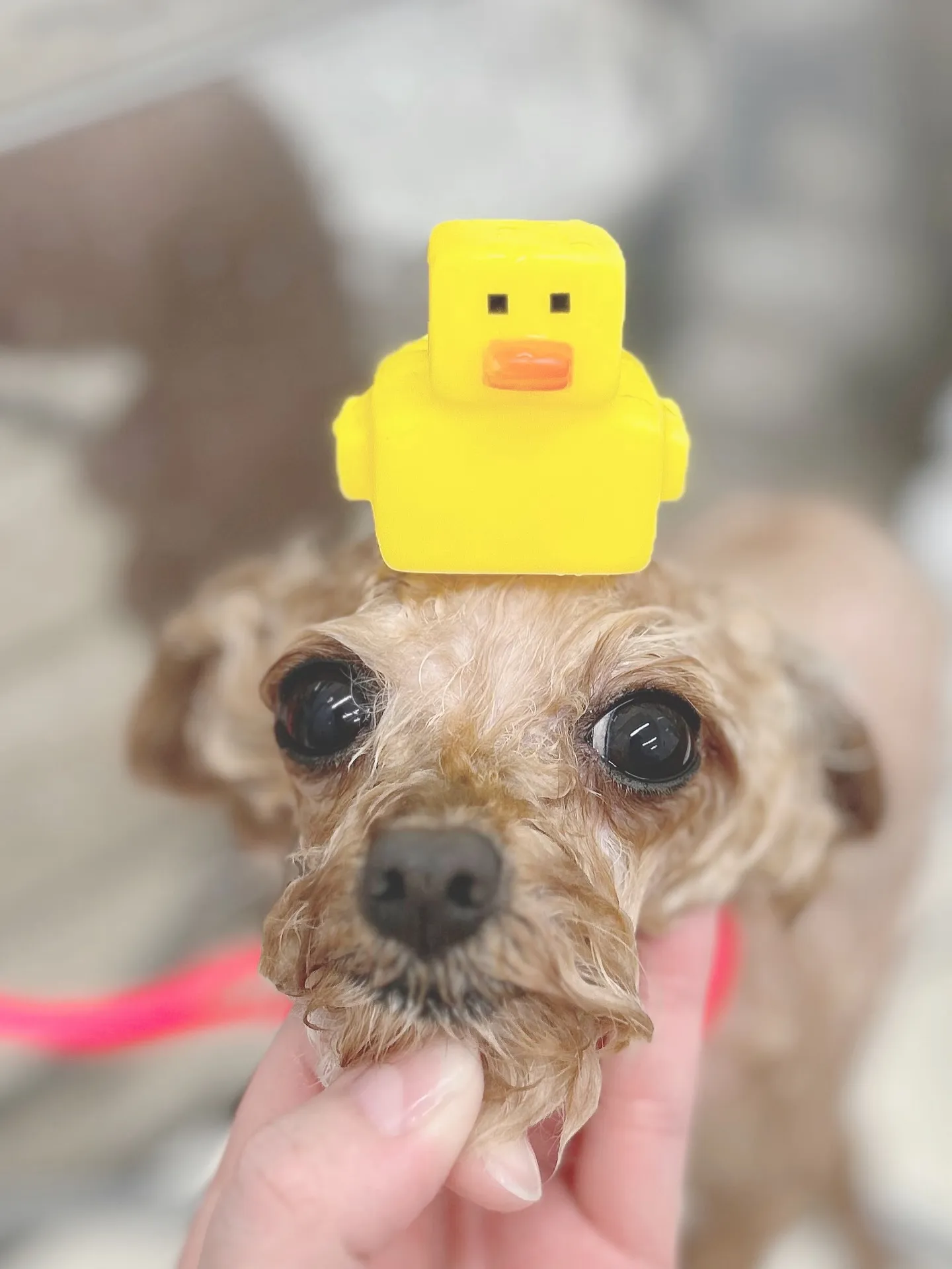 ୨୧ ∴トリミングサロン∴ ୨୧