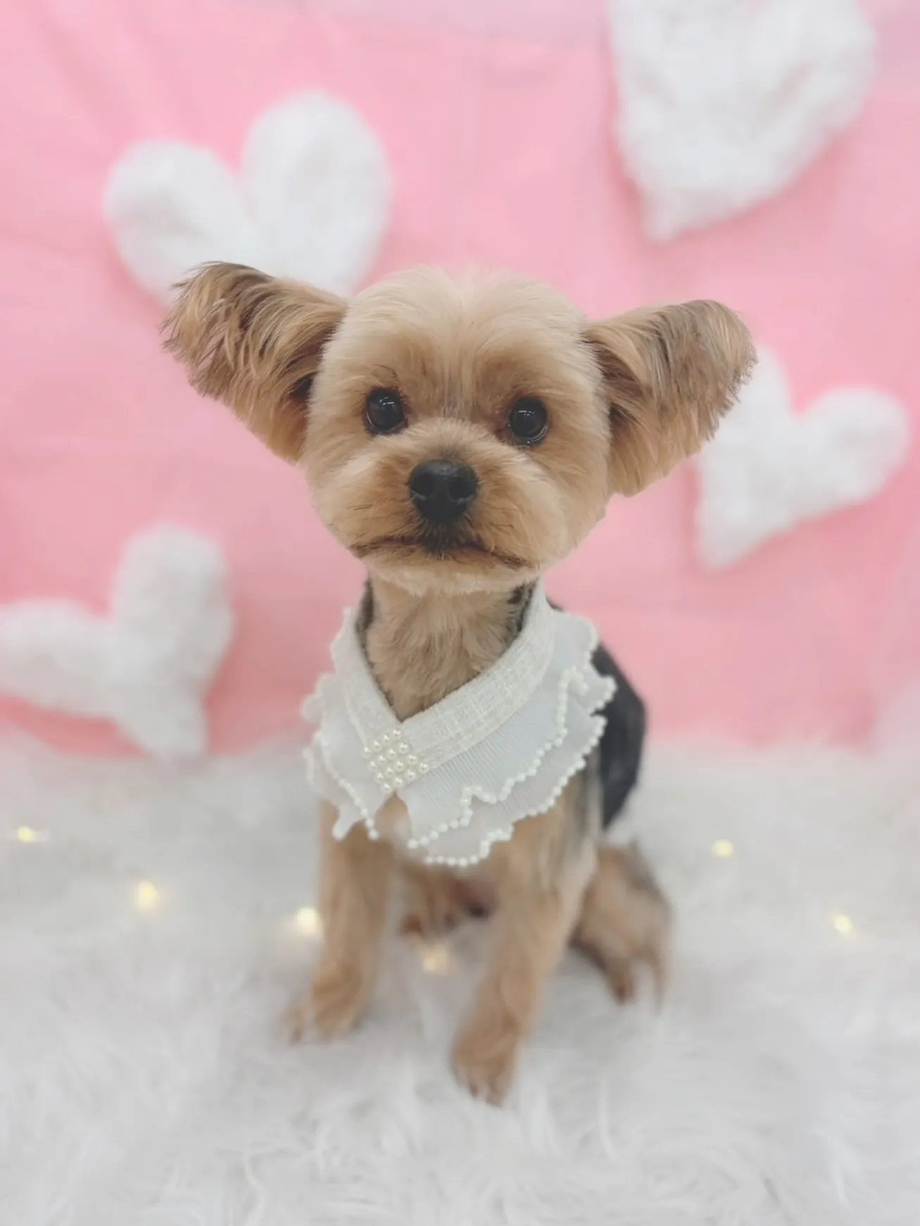 ୨୧ ∴トリミングサロン∴ ୨୧