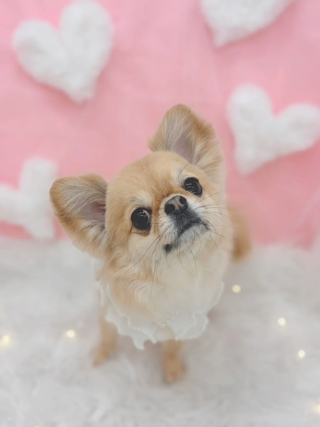 ୨୧ ∴トリミングサロン∴ ୨୧