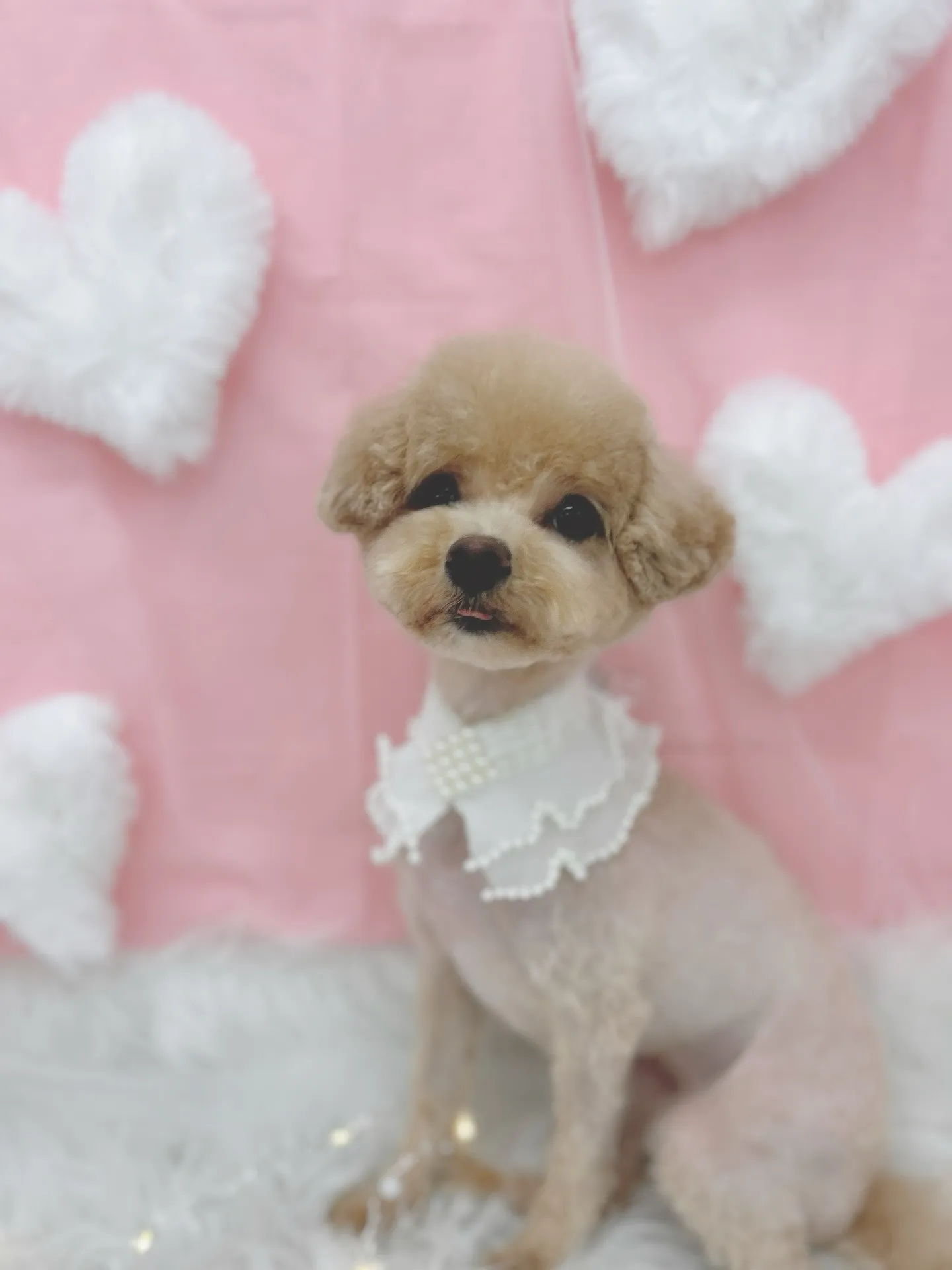 ୨୧ ∴トリミングサロン∴ ୨୧