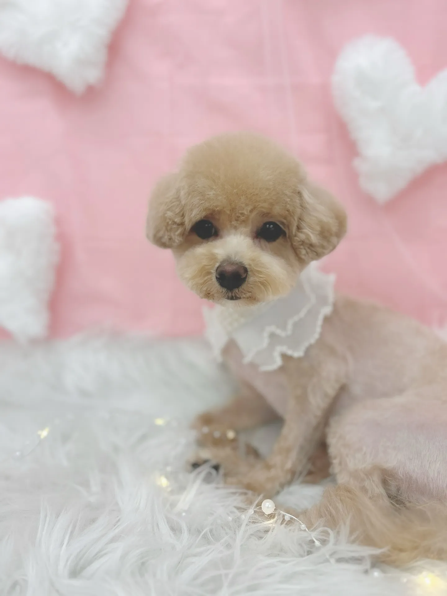 ୨୧ ∴トリミングサロン∴ ୨୧